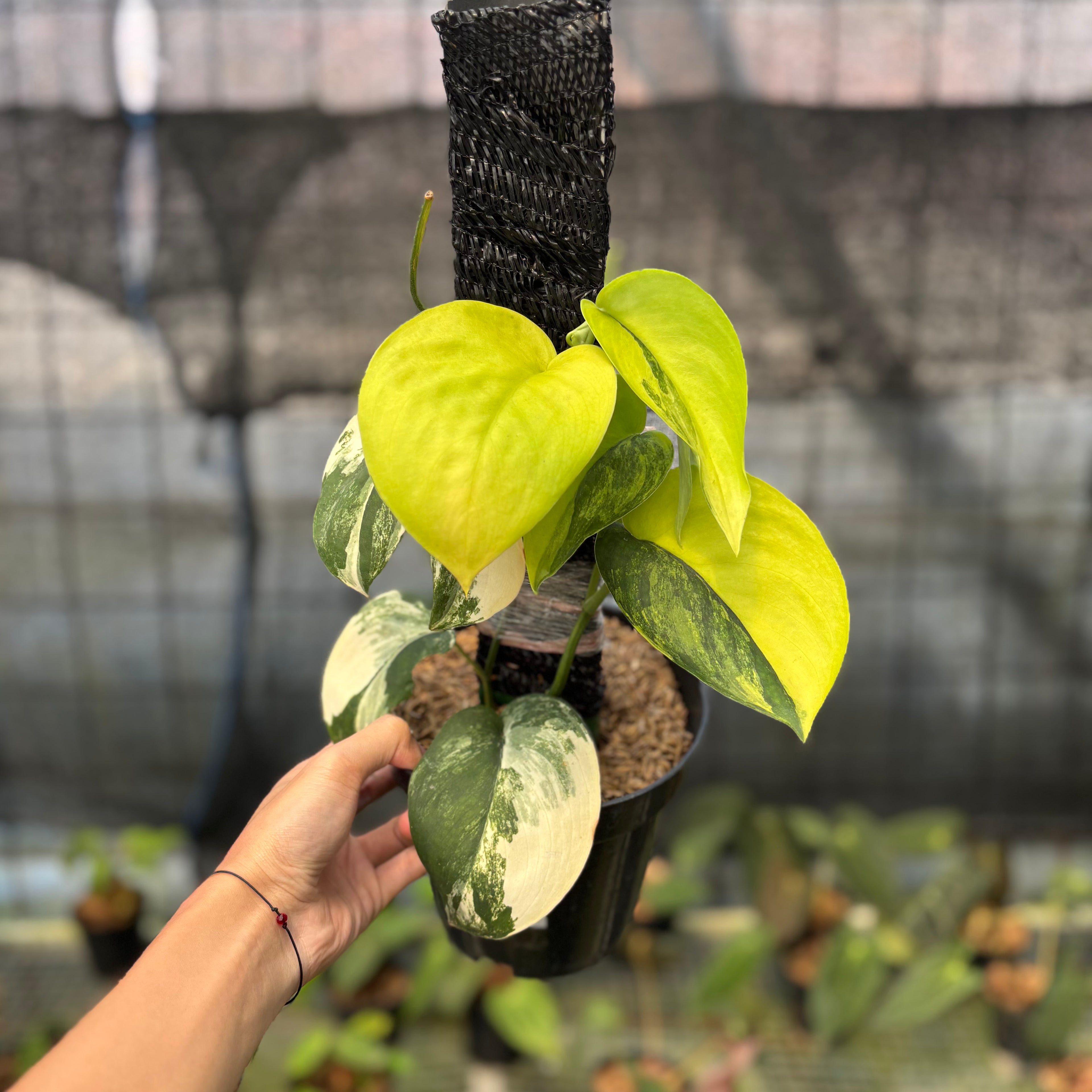 RP2-9 Scindapsus Jade Satin Variegated