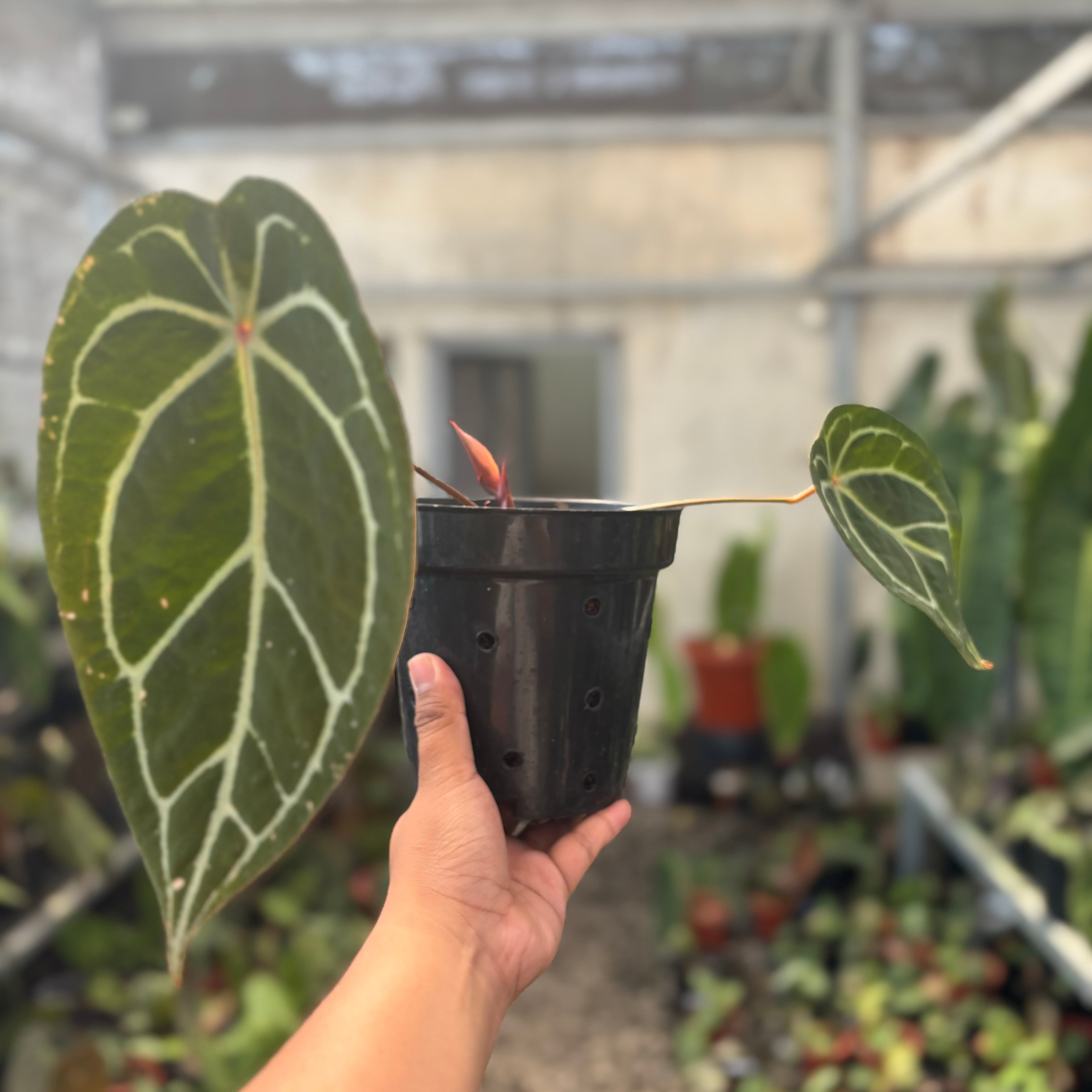 Anthurium Silver Forgetii Red Dot