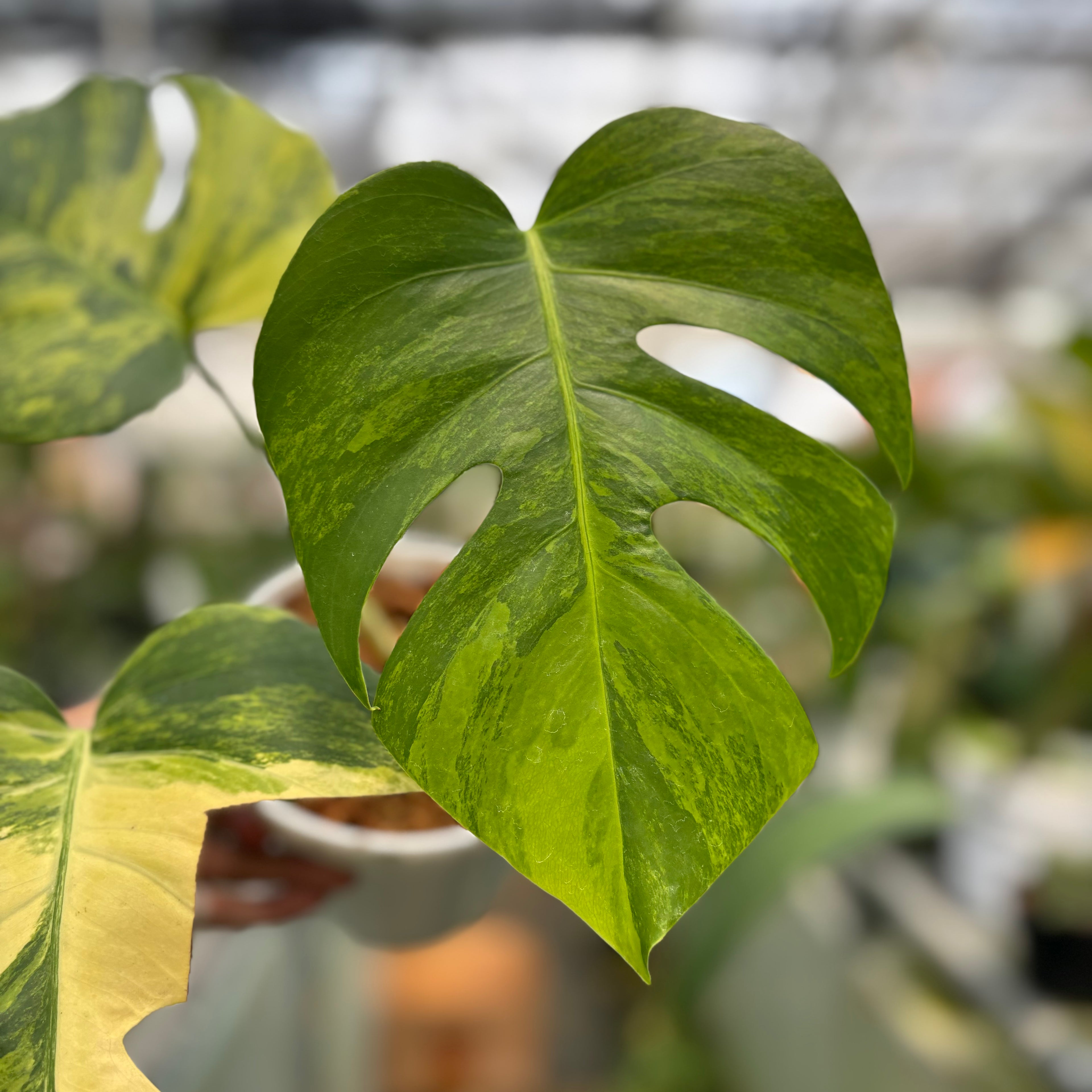 Monstera yellow variegated "Marmorata"