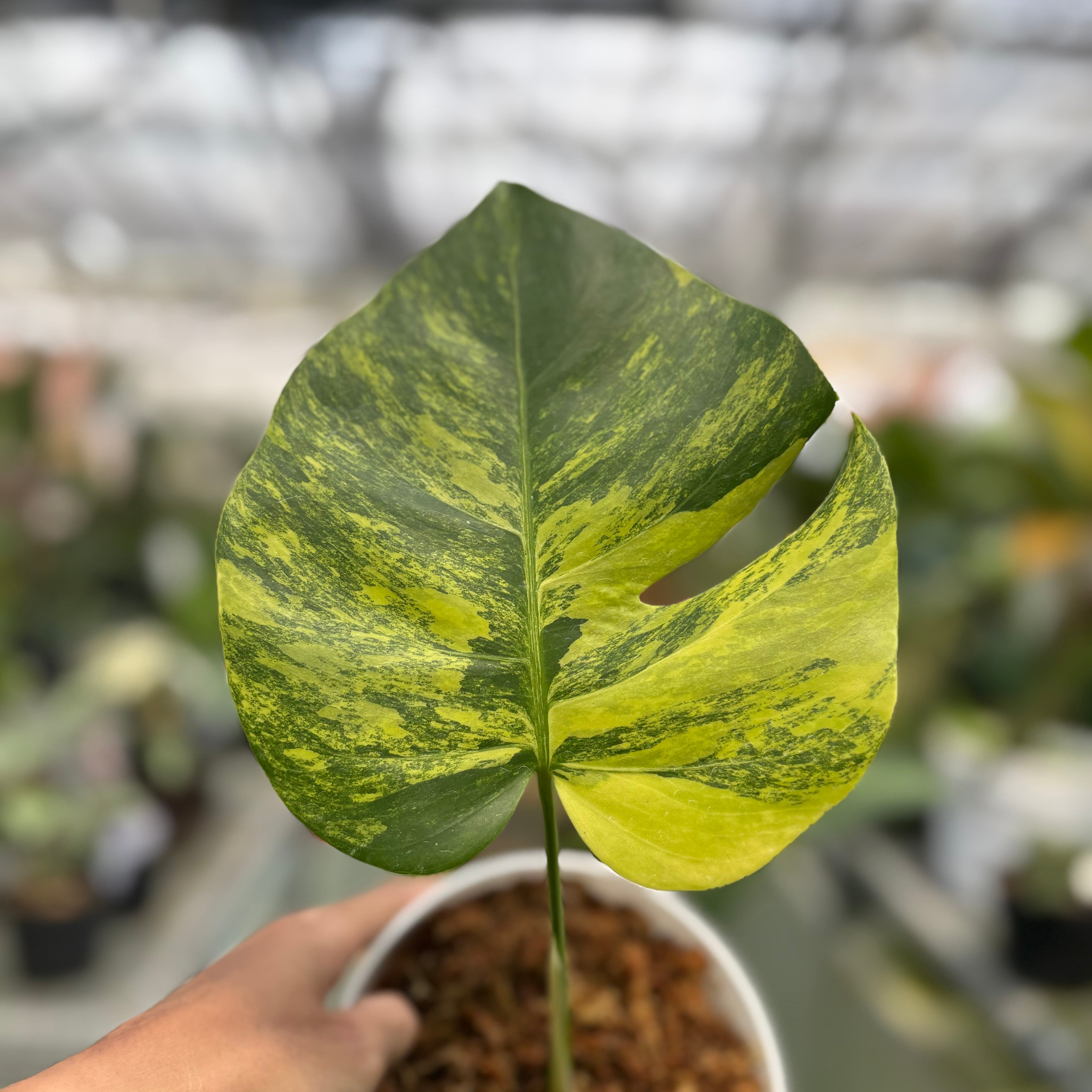 Monstera yellow variegated "Marmorata"