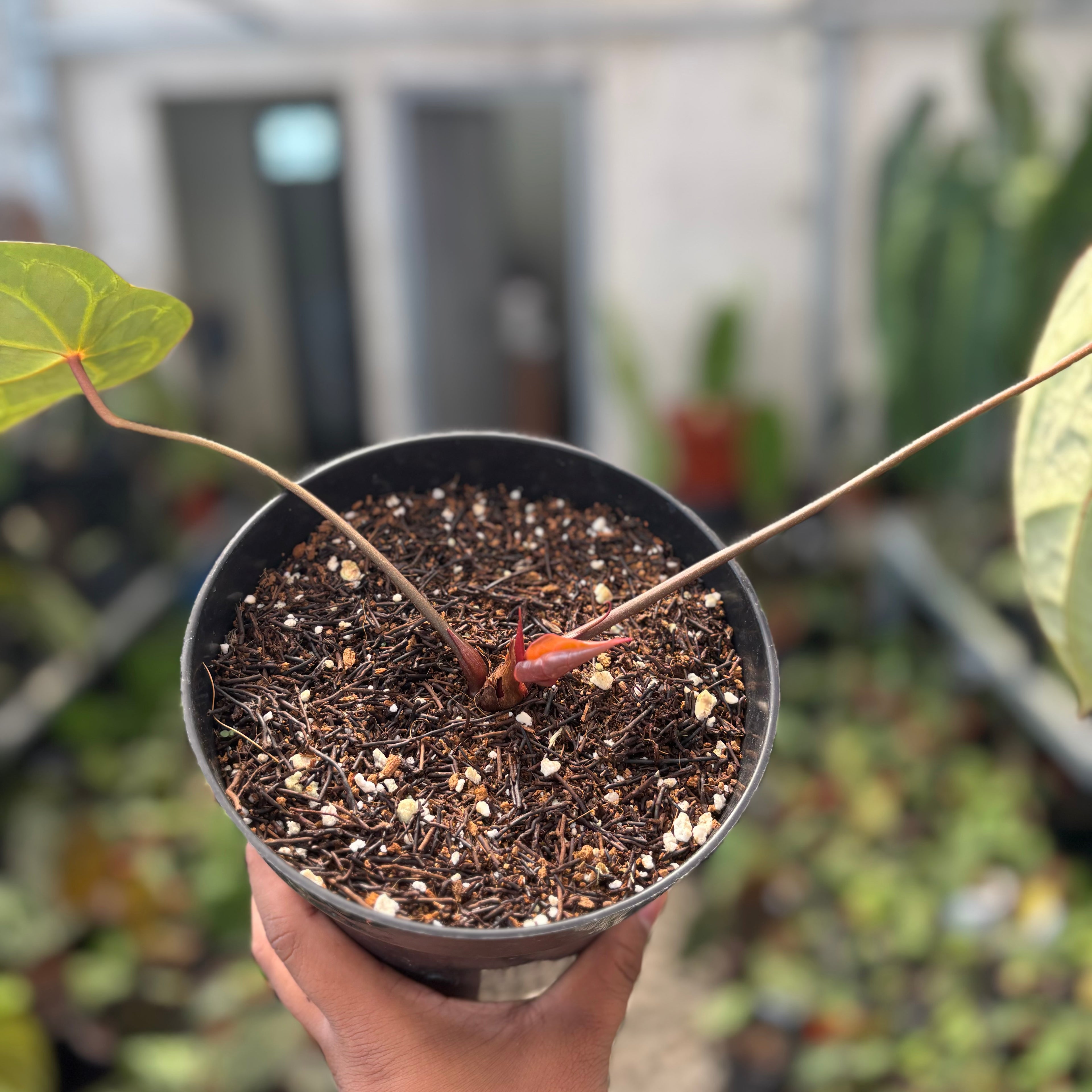 Anthurium Silver Forgetii Red Dot