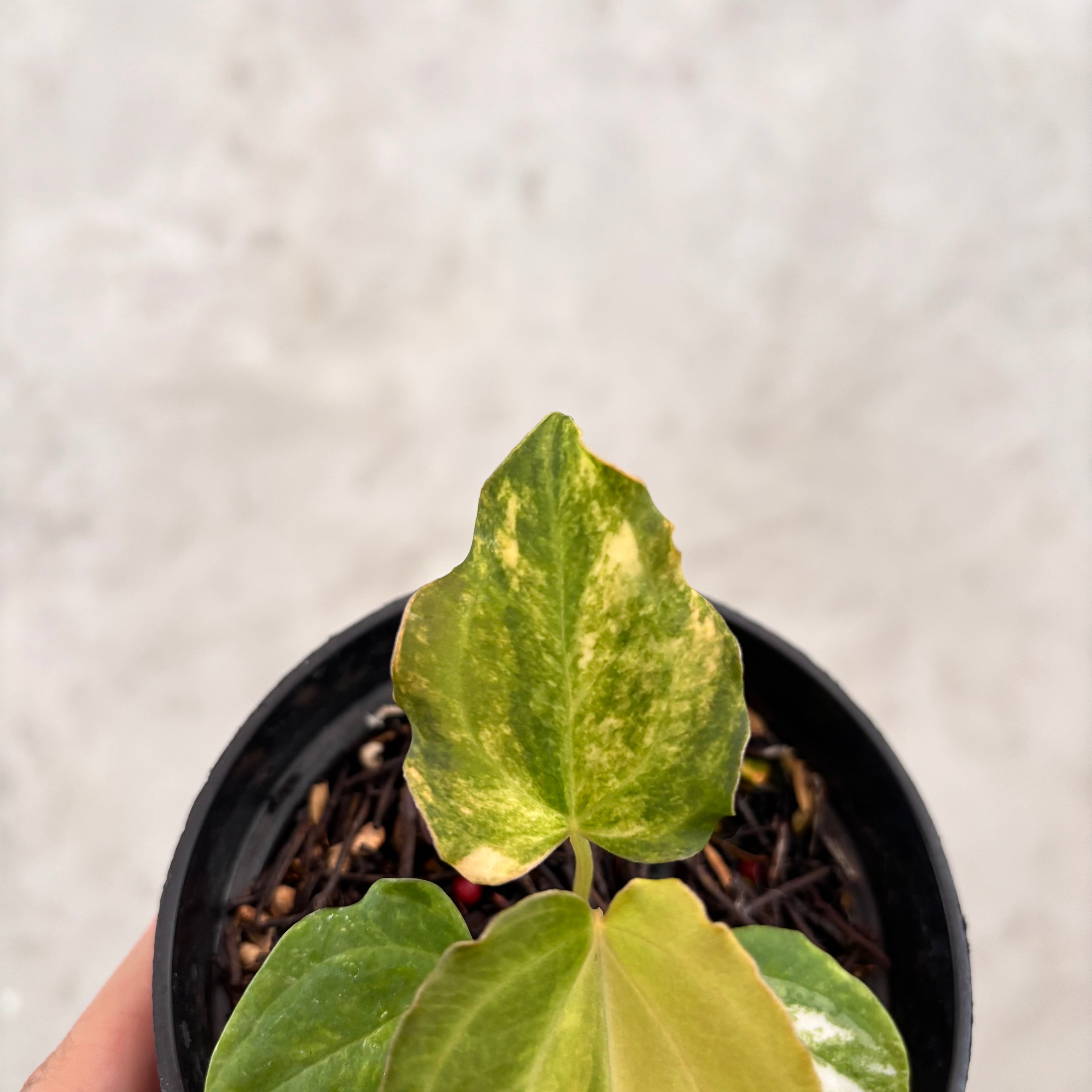 Anthurium Golden Sunrise x AOS Tezula x papilillaminum ORYN Variegated