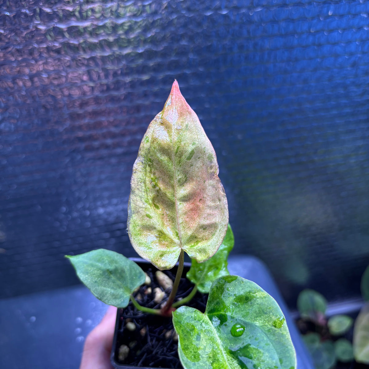 RP37-10 Anthurium Fortsherman x Darkphoenix Variegated
