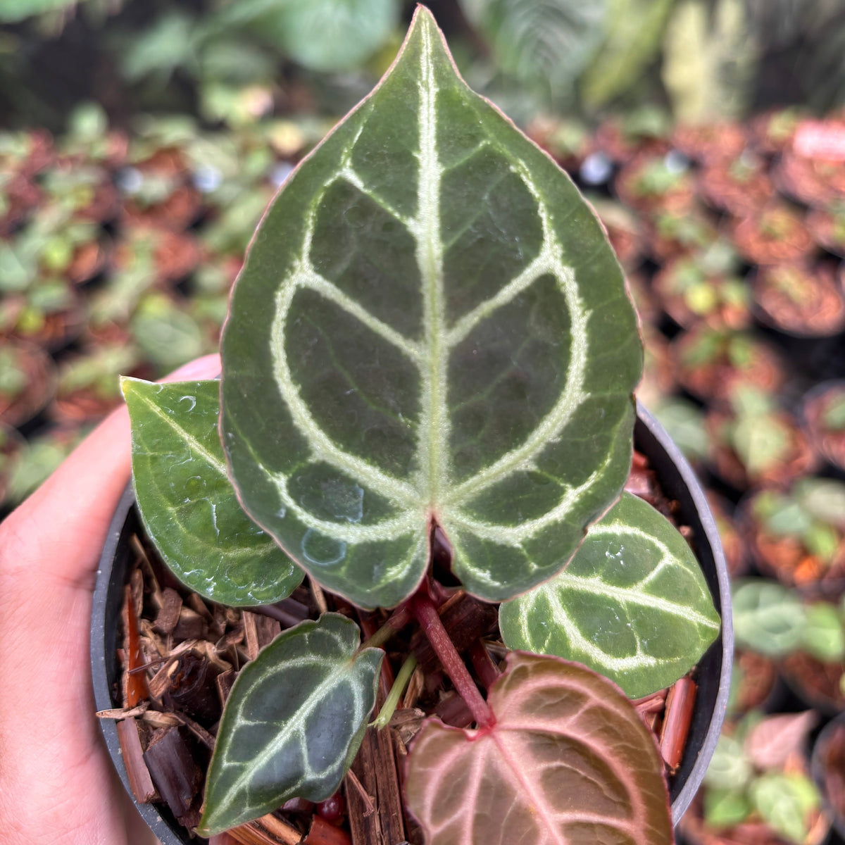 Anthurium Red Crystallinum (HU) 01 x Red Tiger