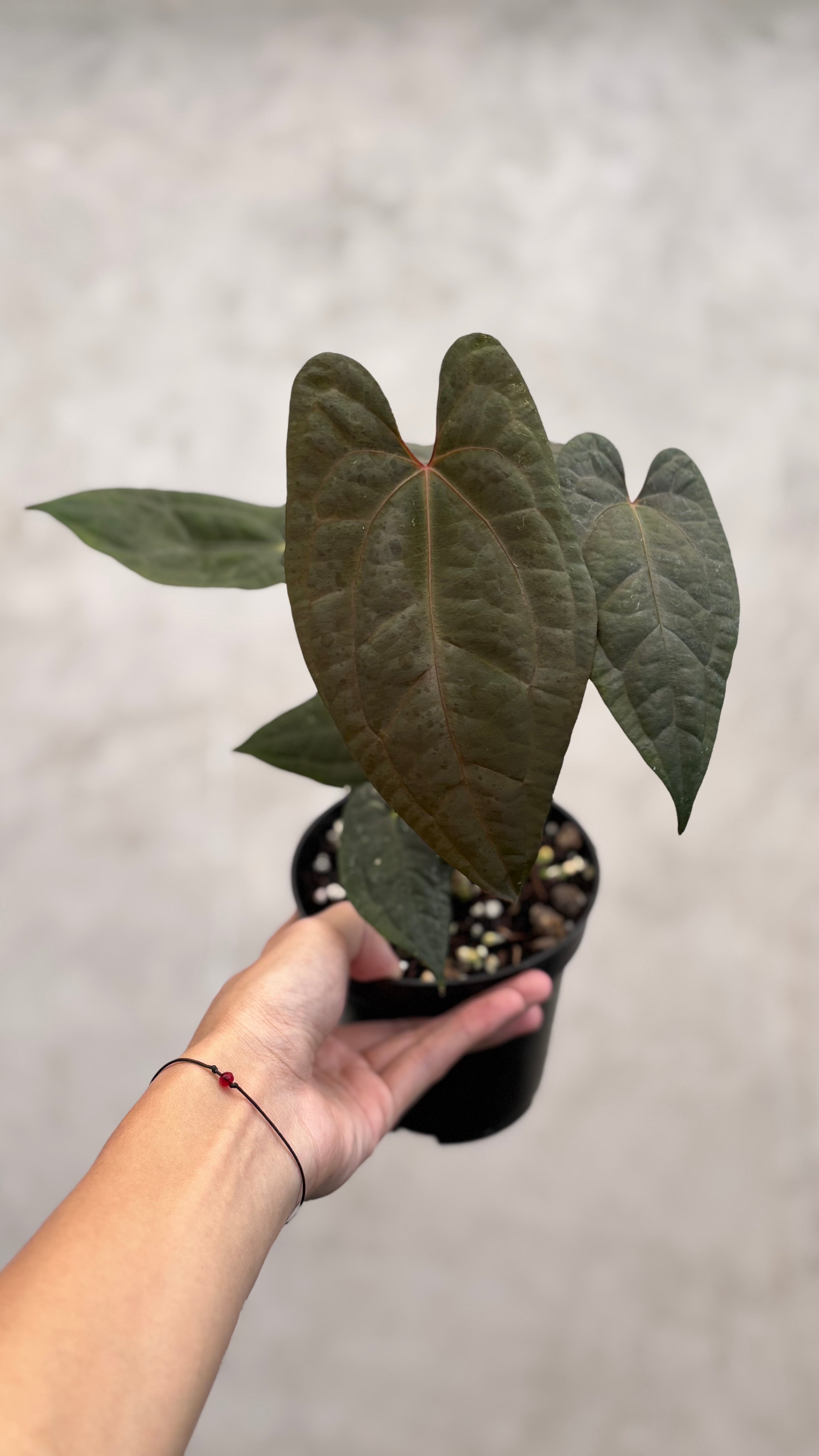 Anthurium RVDP x Black Muscle