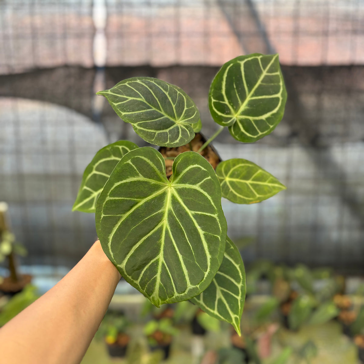 RP18-9 Anthurium Papilillaminum x Magnificum
