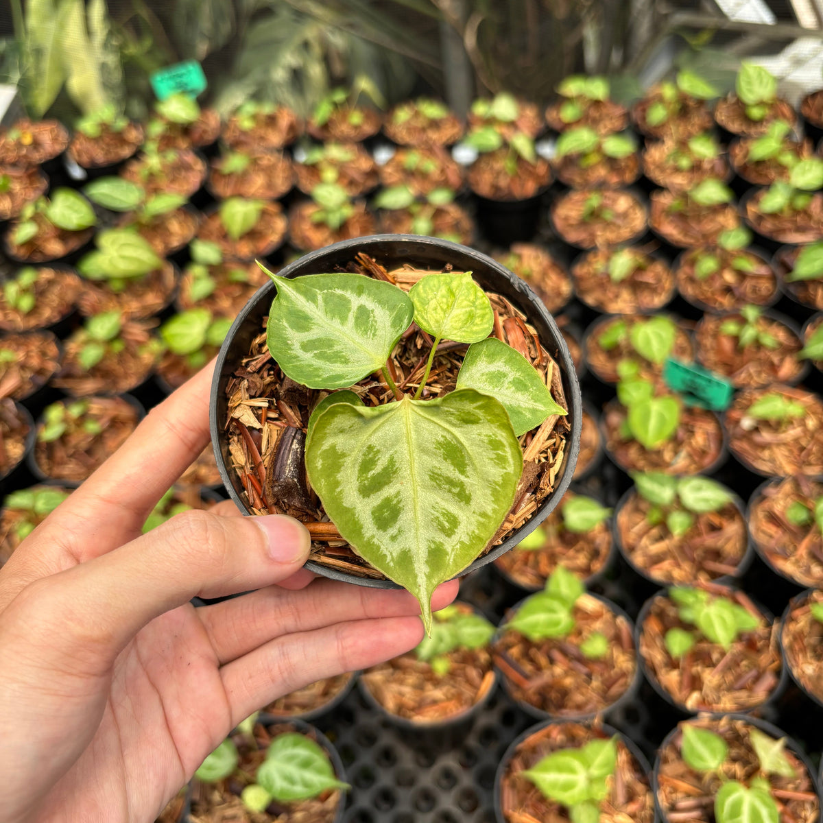 Anthurium Magna Hellboy x Boogie
