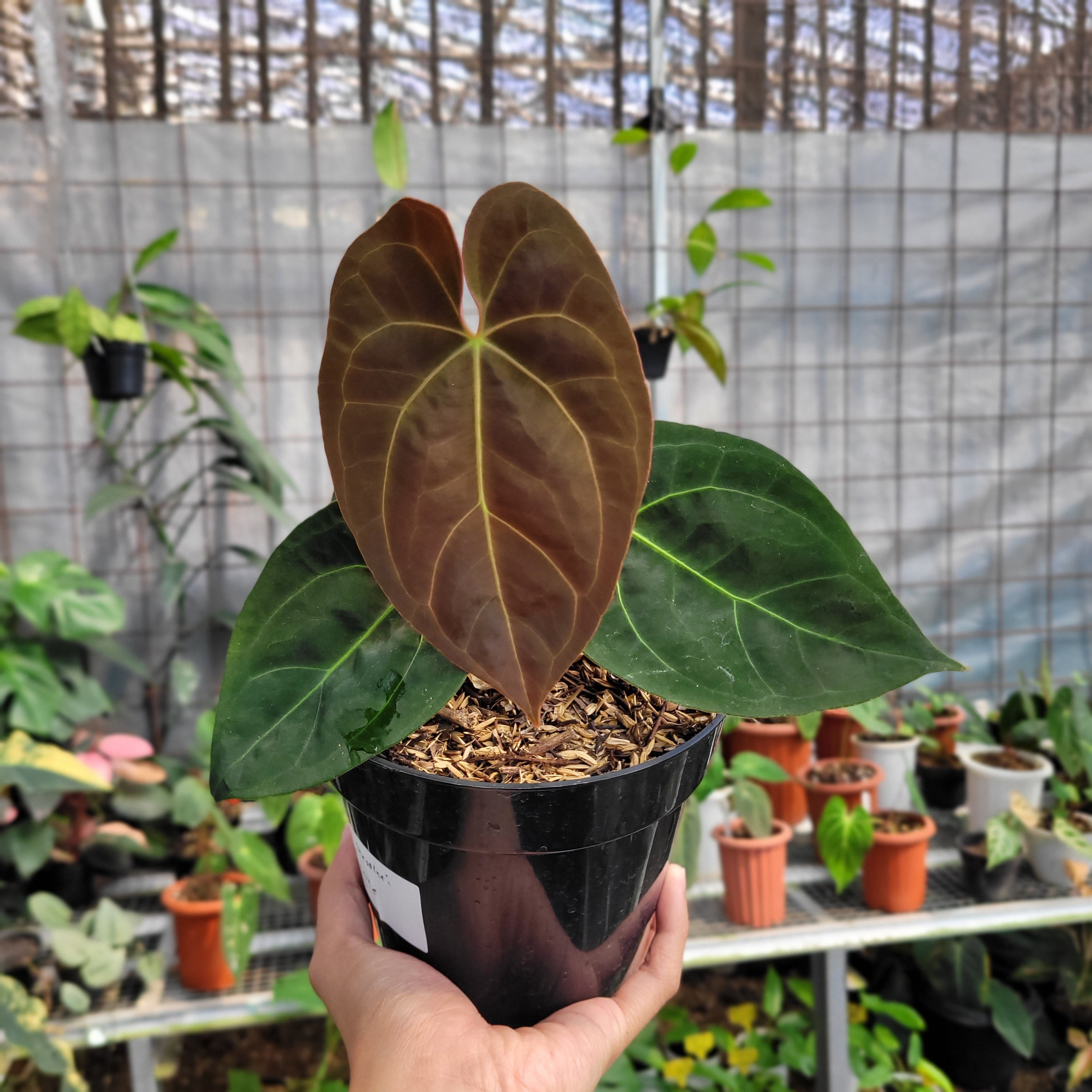 dressleri anthurium Anthurium dressleri indo type x Blue xone