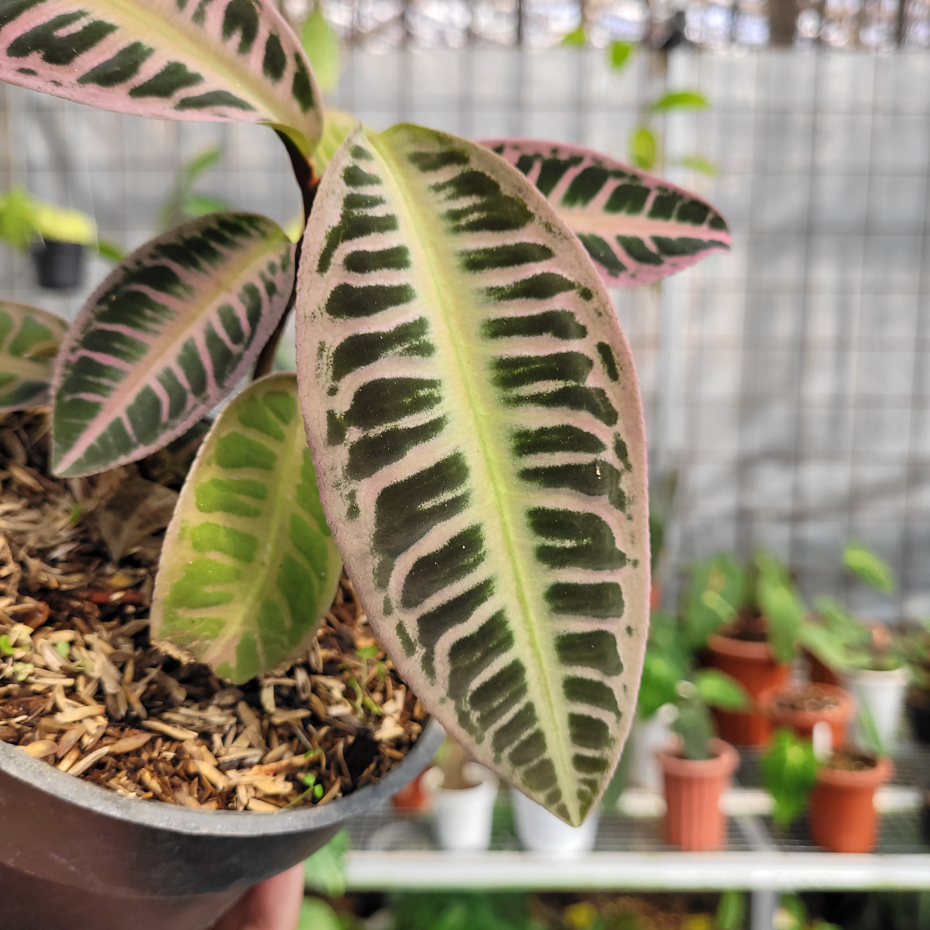 Labisia Sp. Riau &
