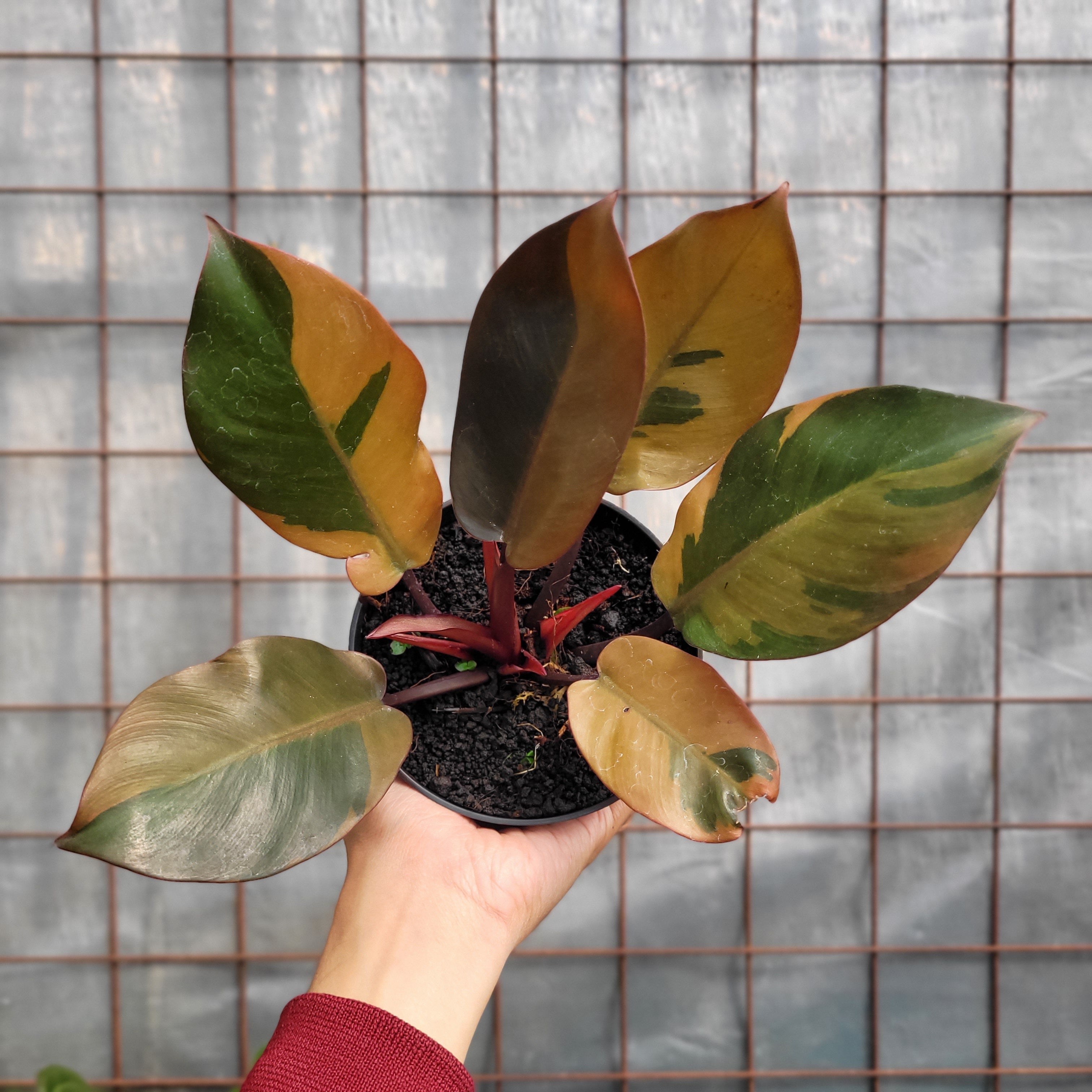 Philodendron Black Cardinal Variegated