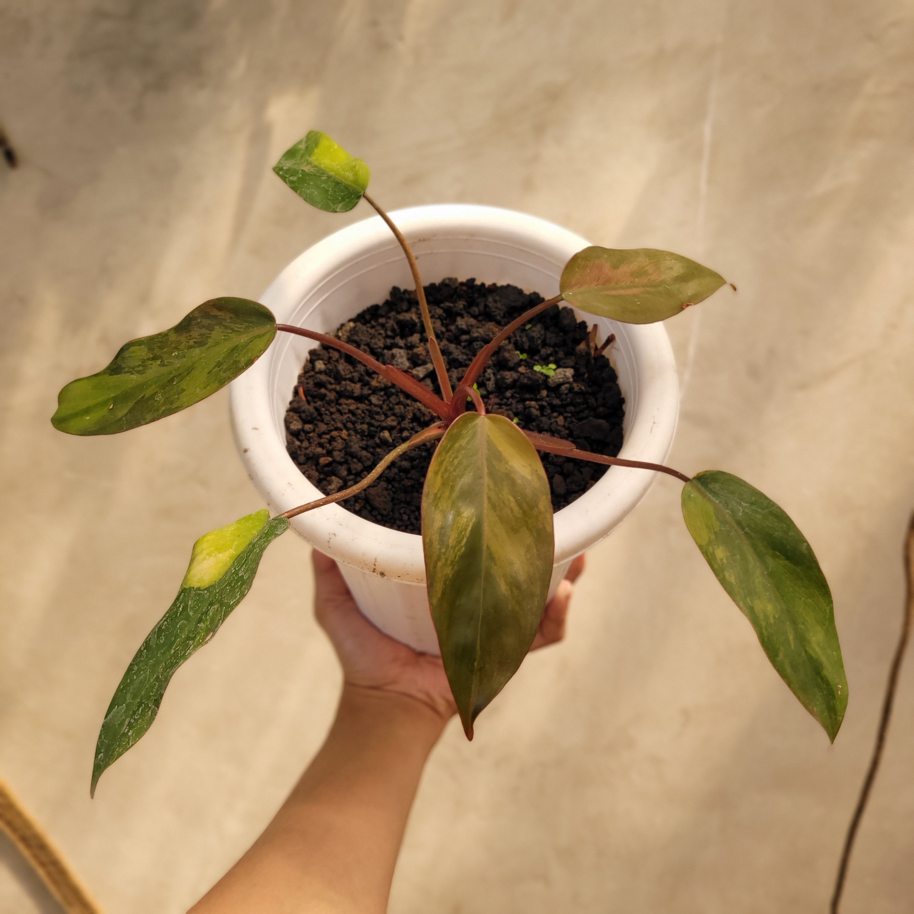 dark leaved philodendron Philodendron Dark Lord Variegated – Greenspaces.id
