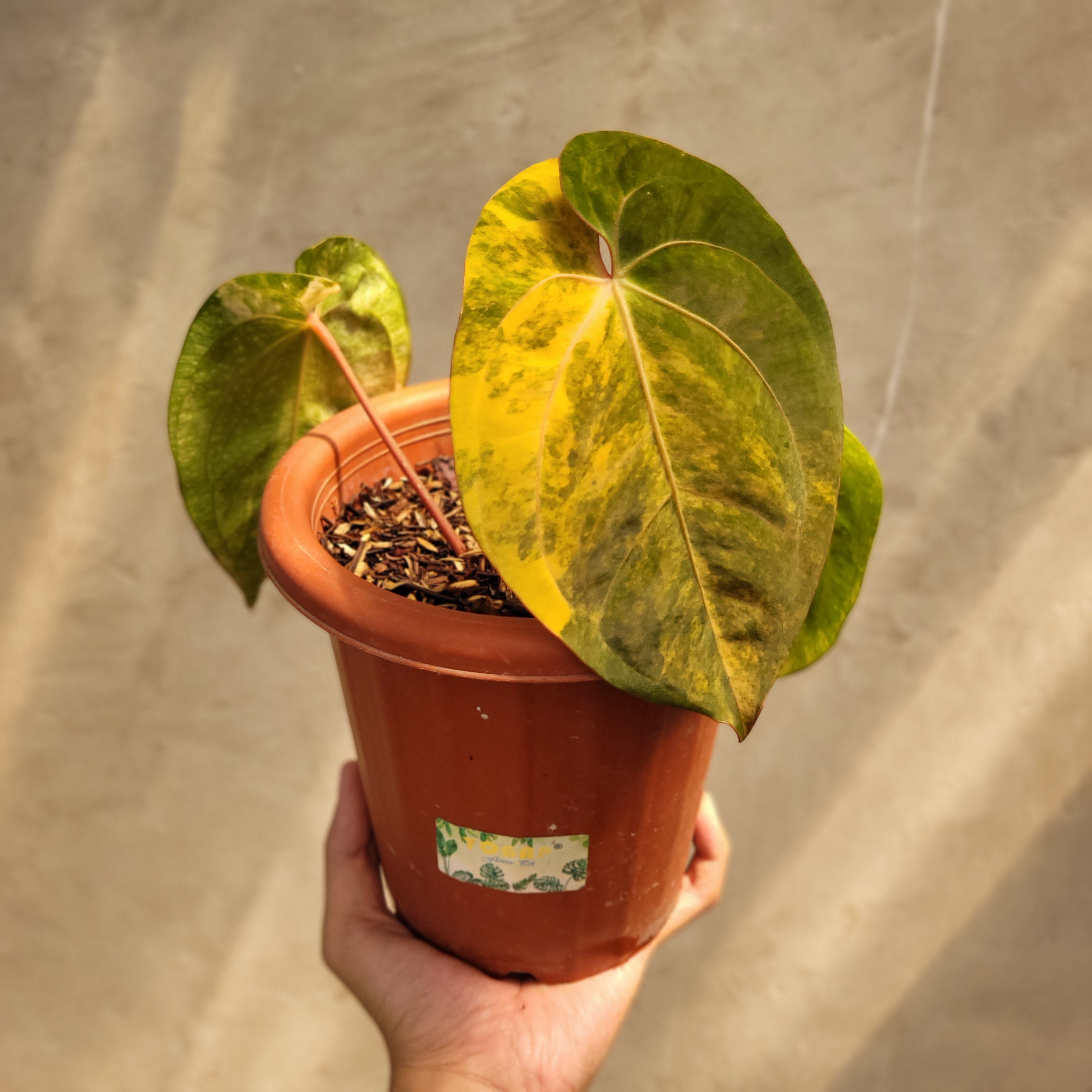 anthurium ace of spades variegated Anthurium Papillilaminum Variegated
