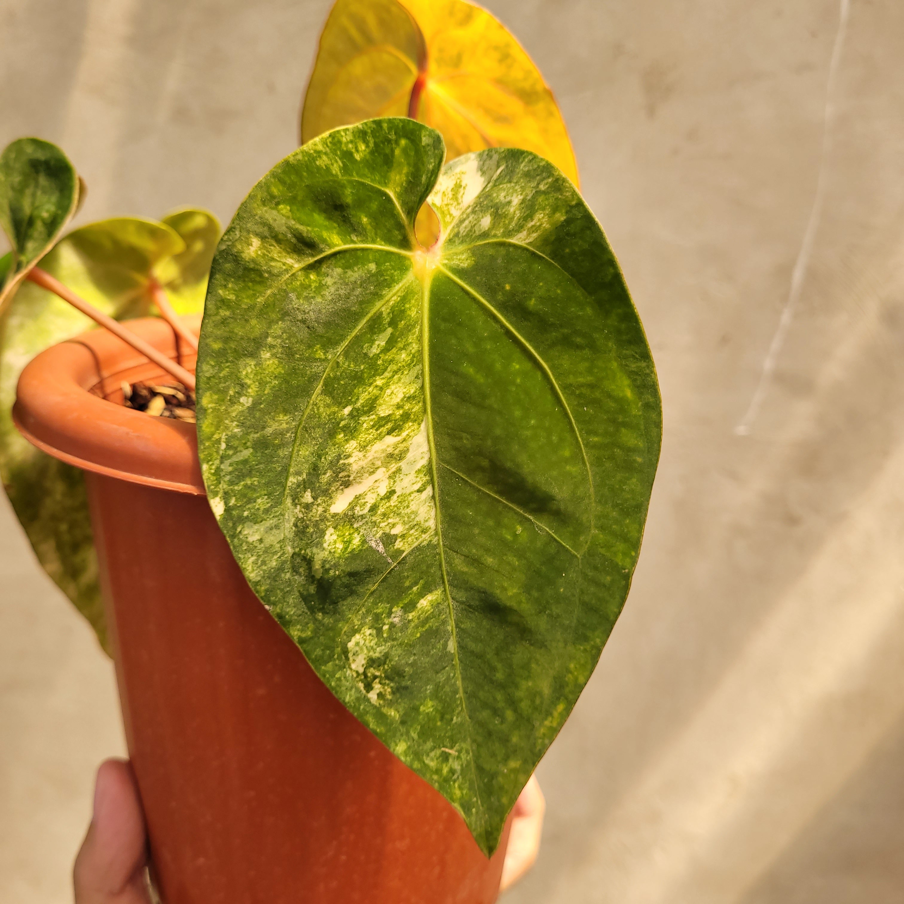 Anthurium Papillilaminum Variegated