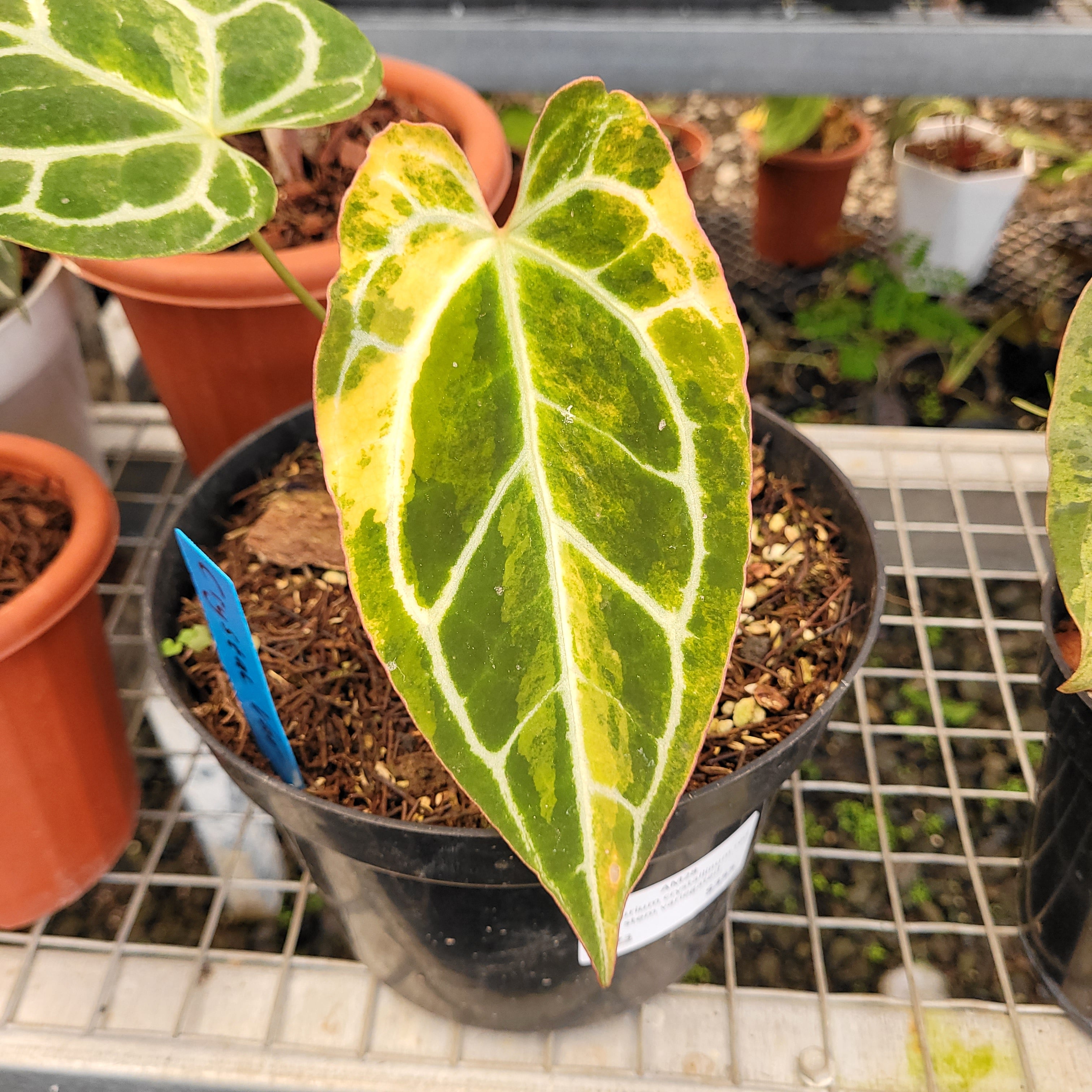 variegated anthurium Anthurium Crystalinum Variegated – Greenspaces.id