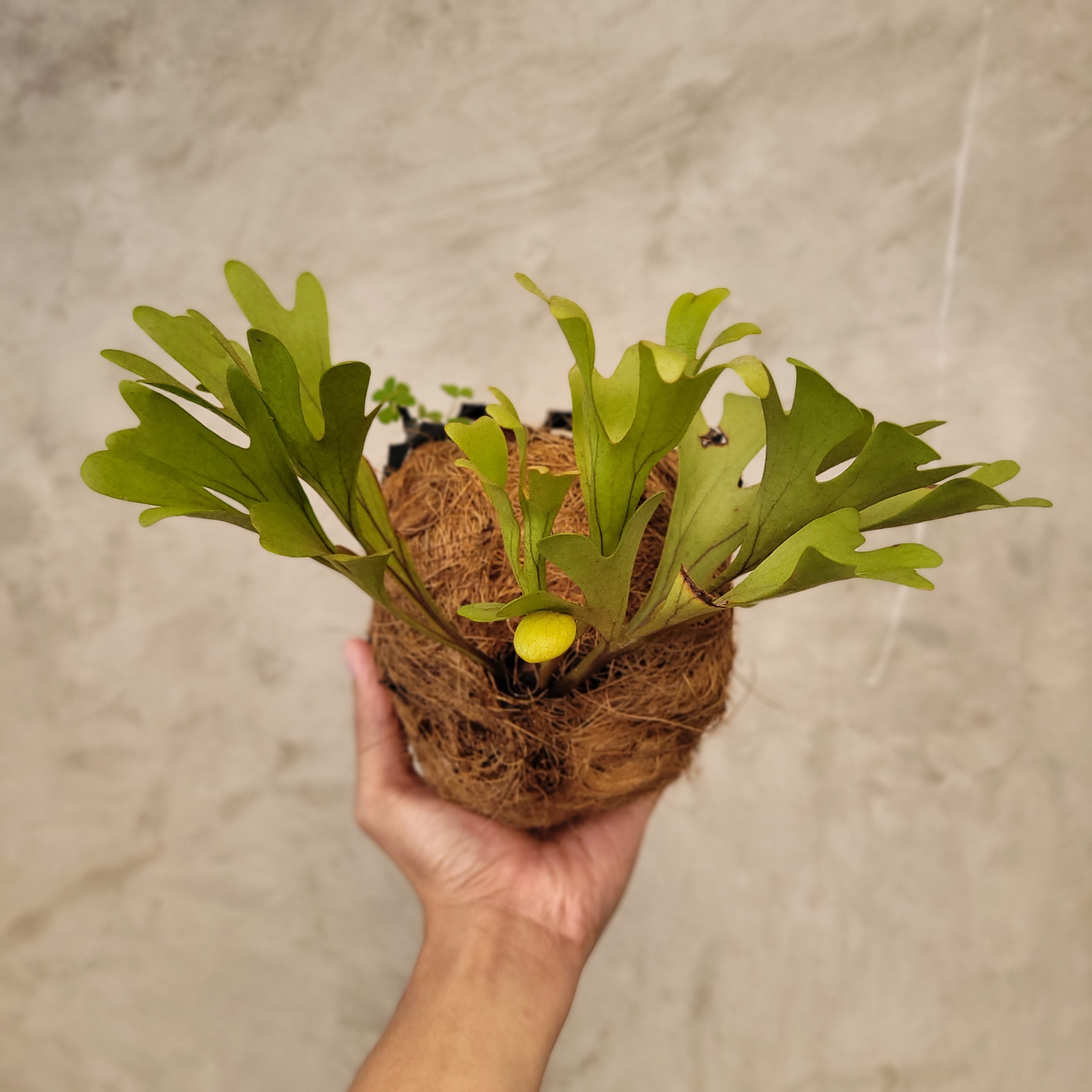 π Platycireum Ridleyi (100% off)