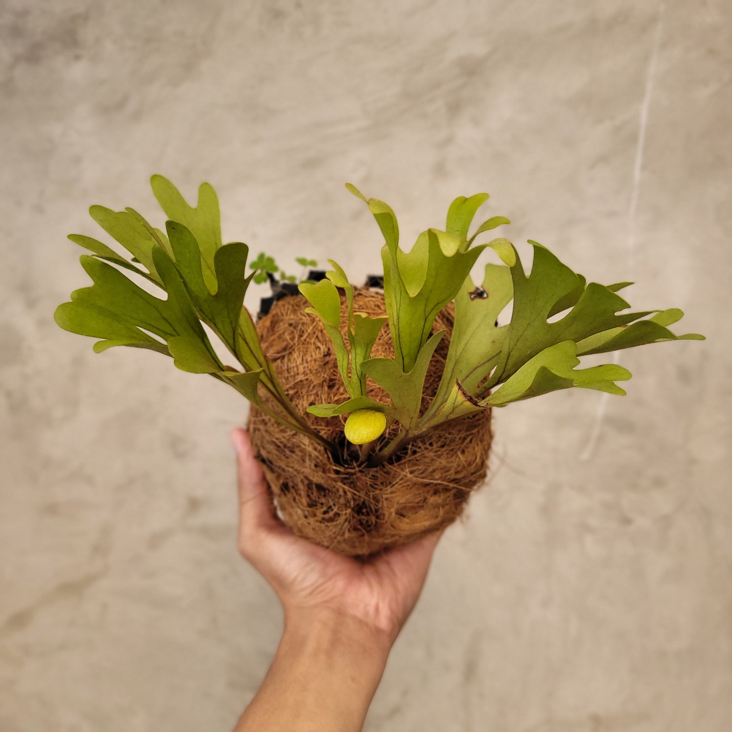 🎁 Platycireum Ridleyi (100% off)