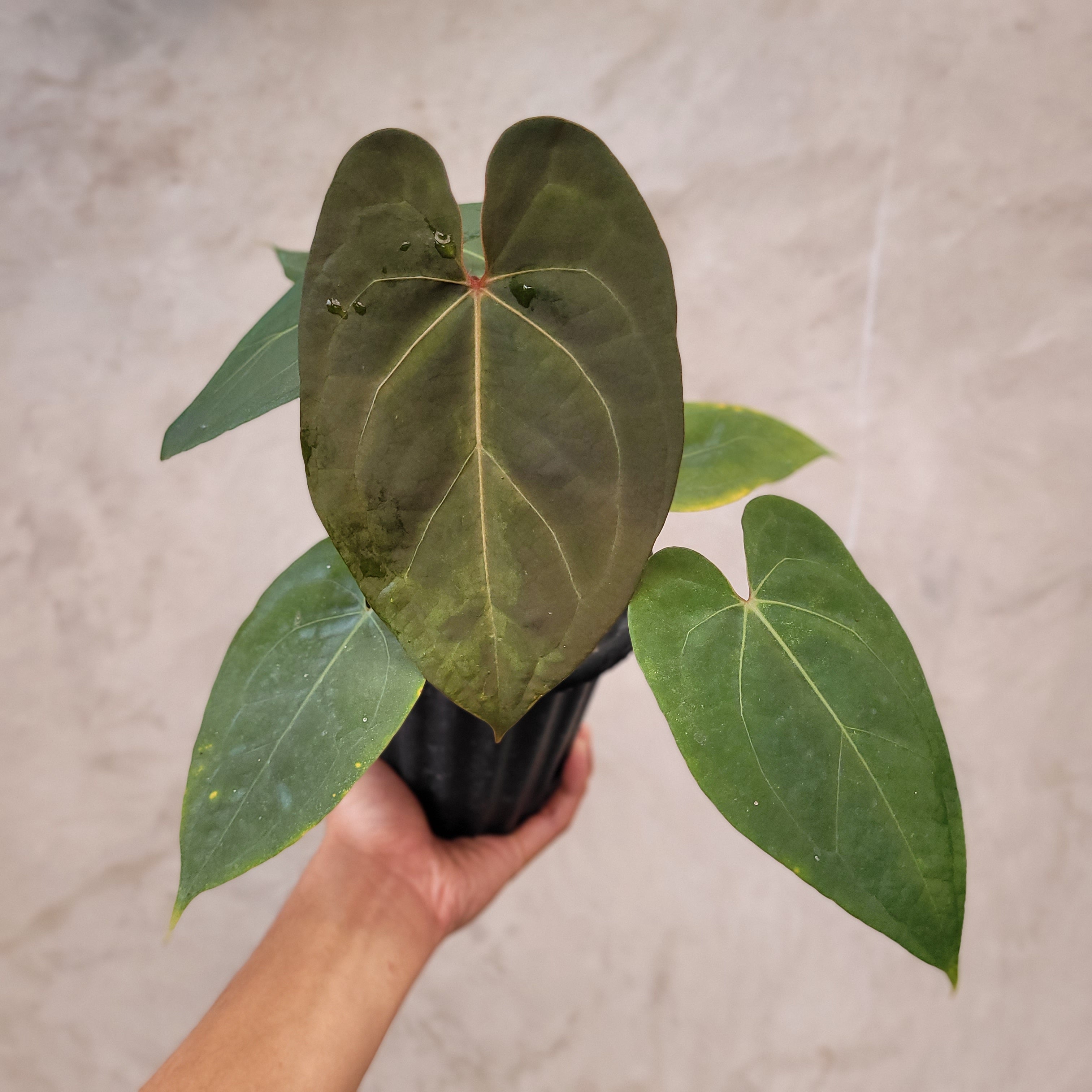 Anthurium Regale X anthurium green Papillilaminum - hybrid - shops velvet leaves -