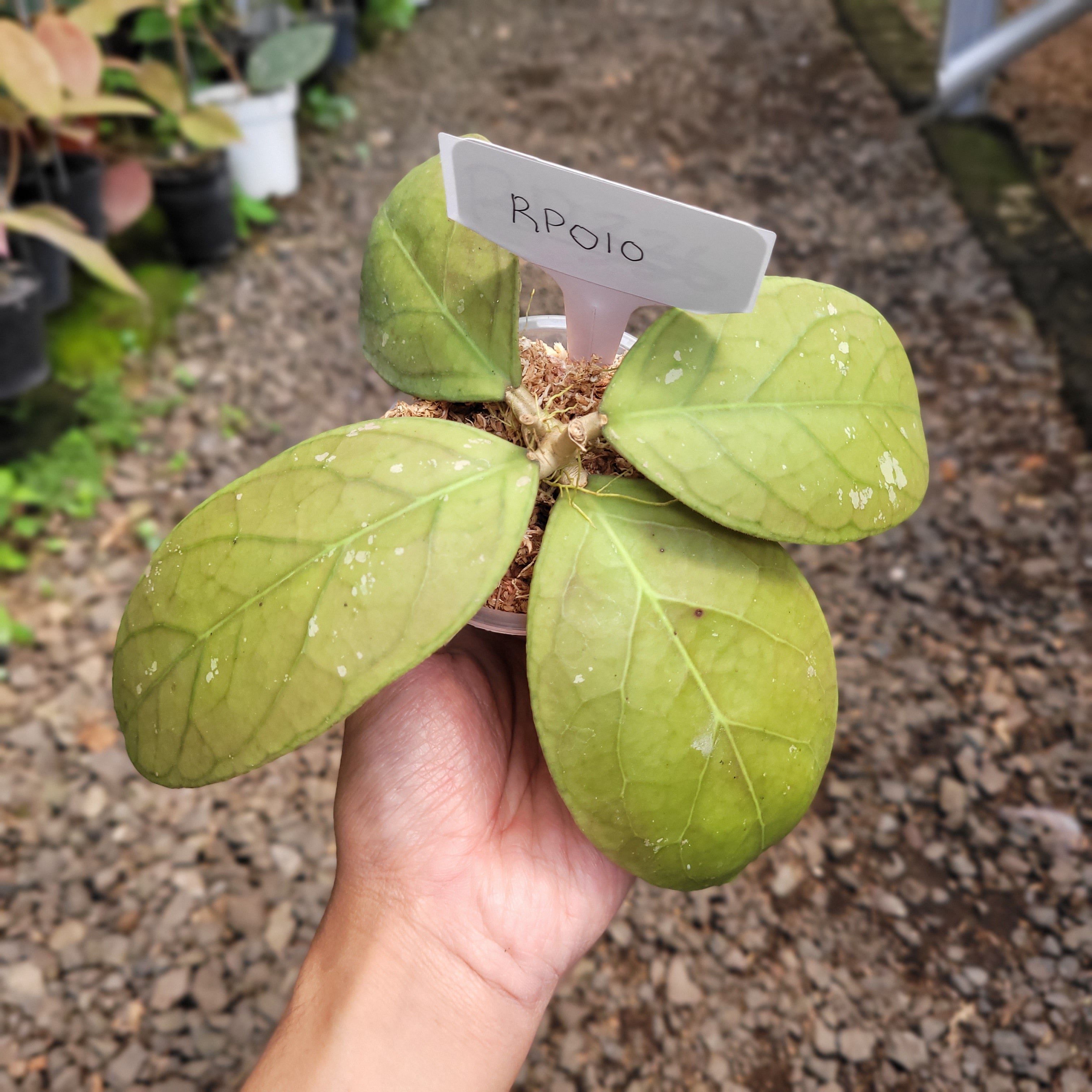 Hoya vitellinoides Sp Sumatra