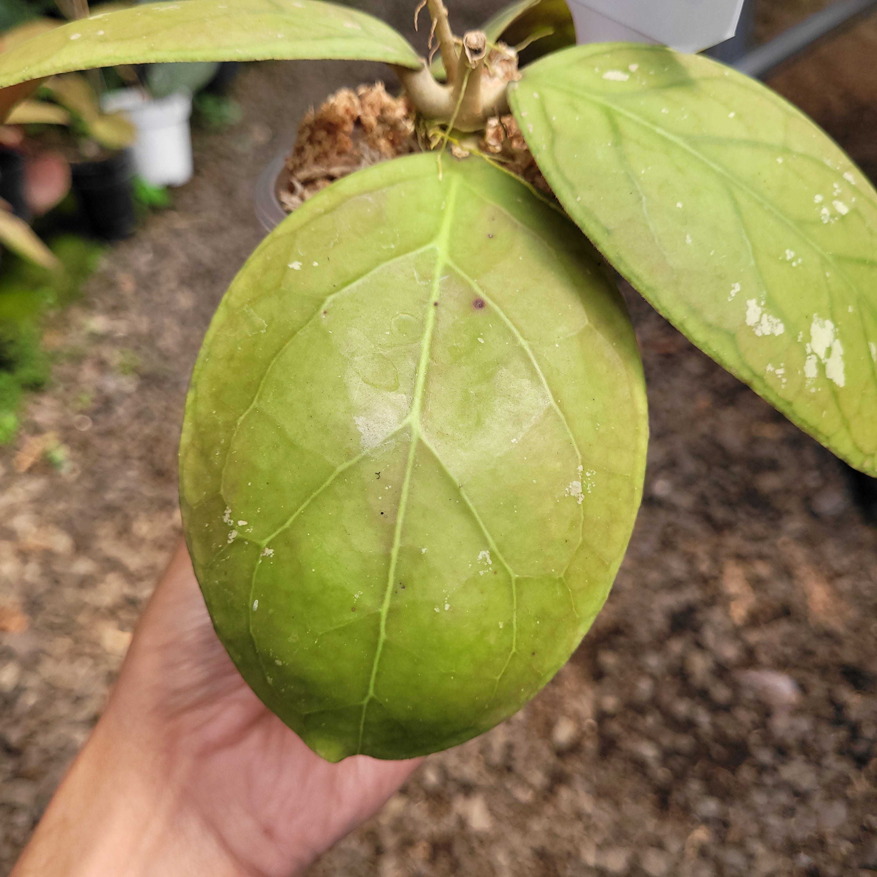Hoya vitellinoides Sp Sumatra