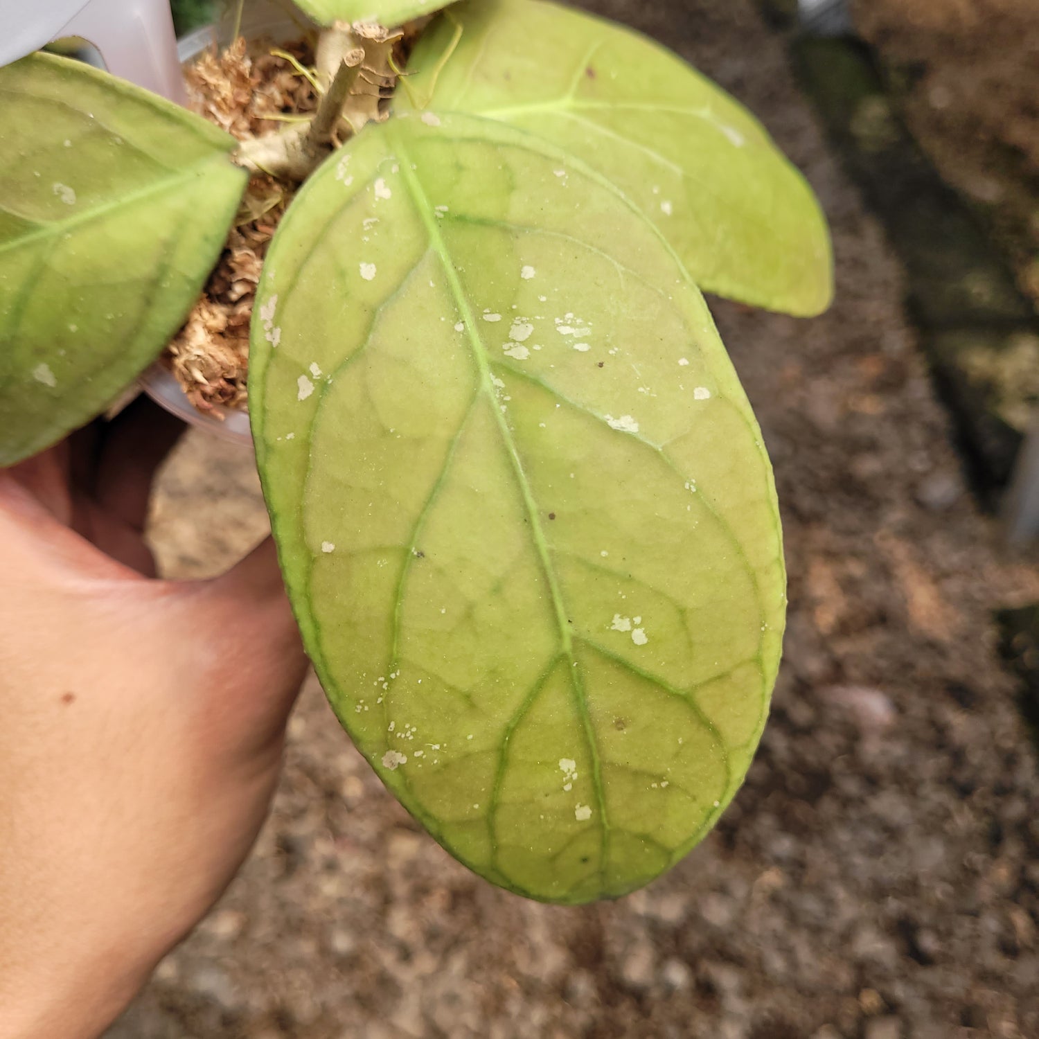 Hoya vitellinoides Sp Sumatra