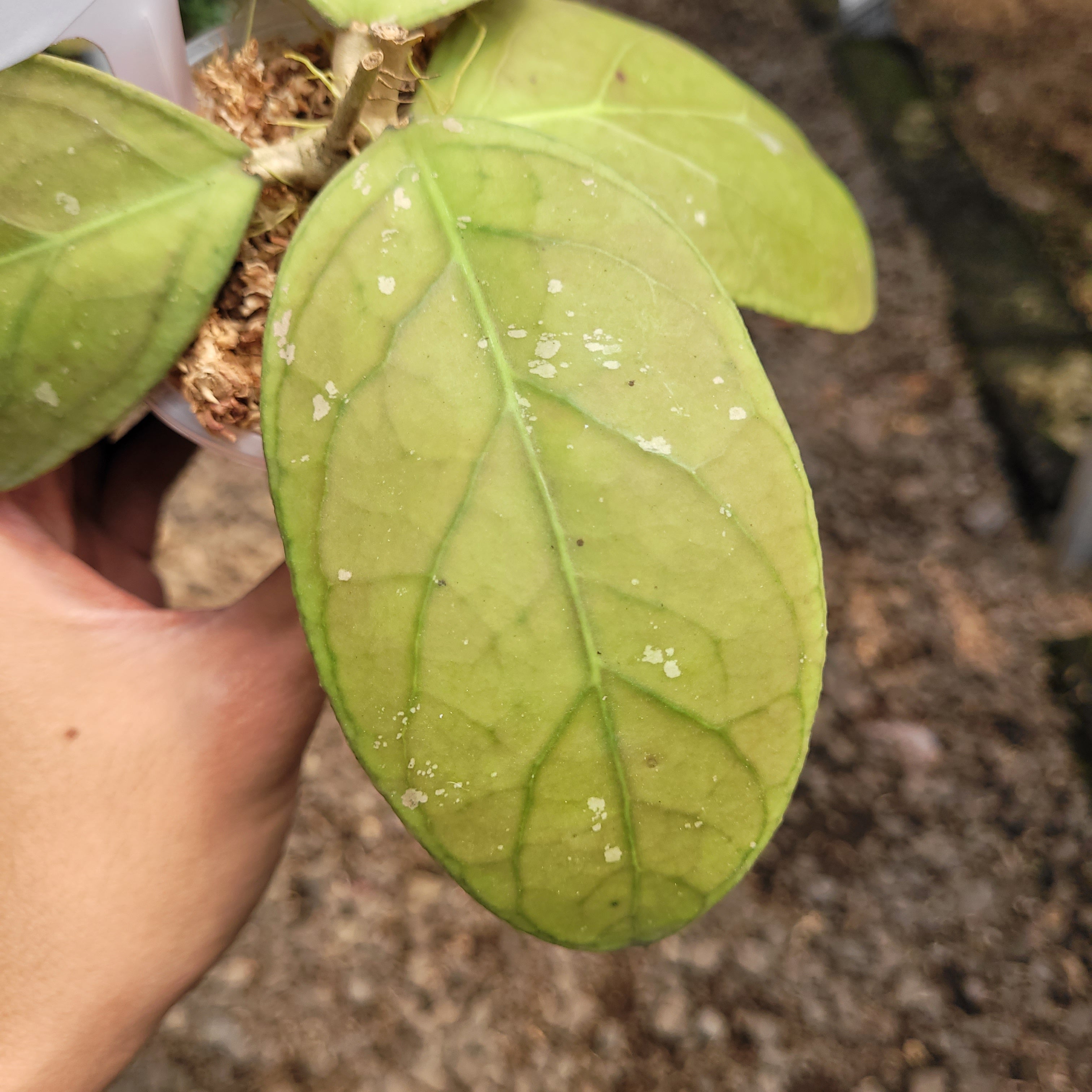 Hoya vitellinoides Sp Sumatra