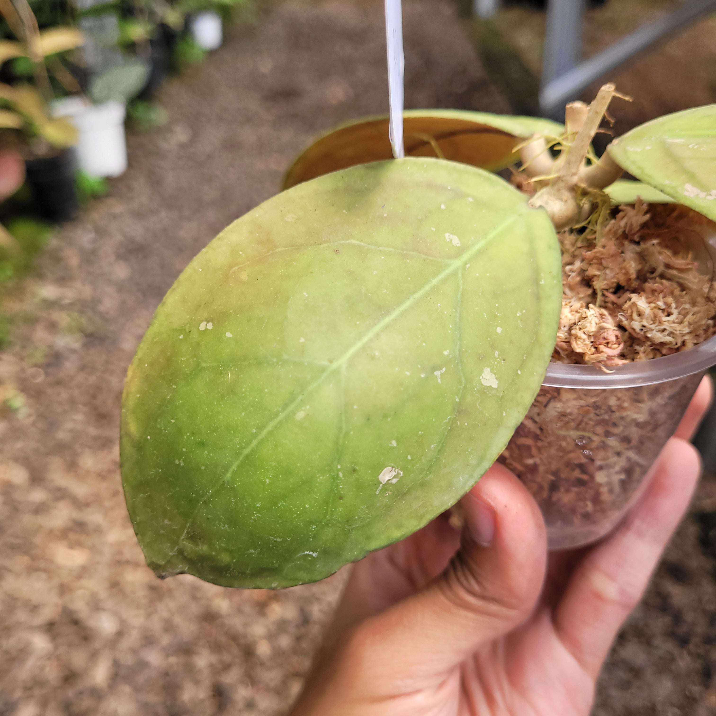Hoya vitellinoides Sp Sumatra