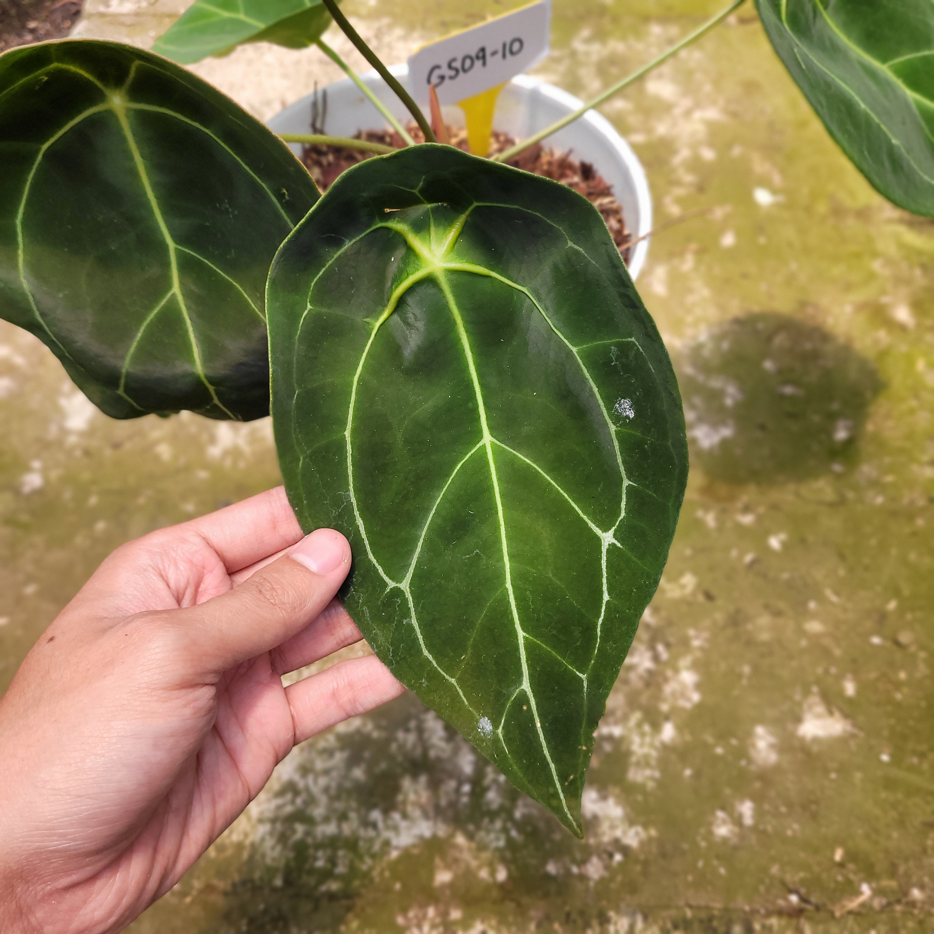 Anthurium Forgetii Giant