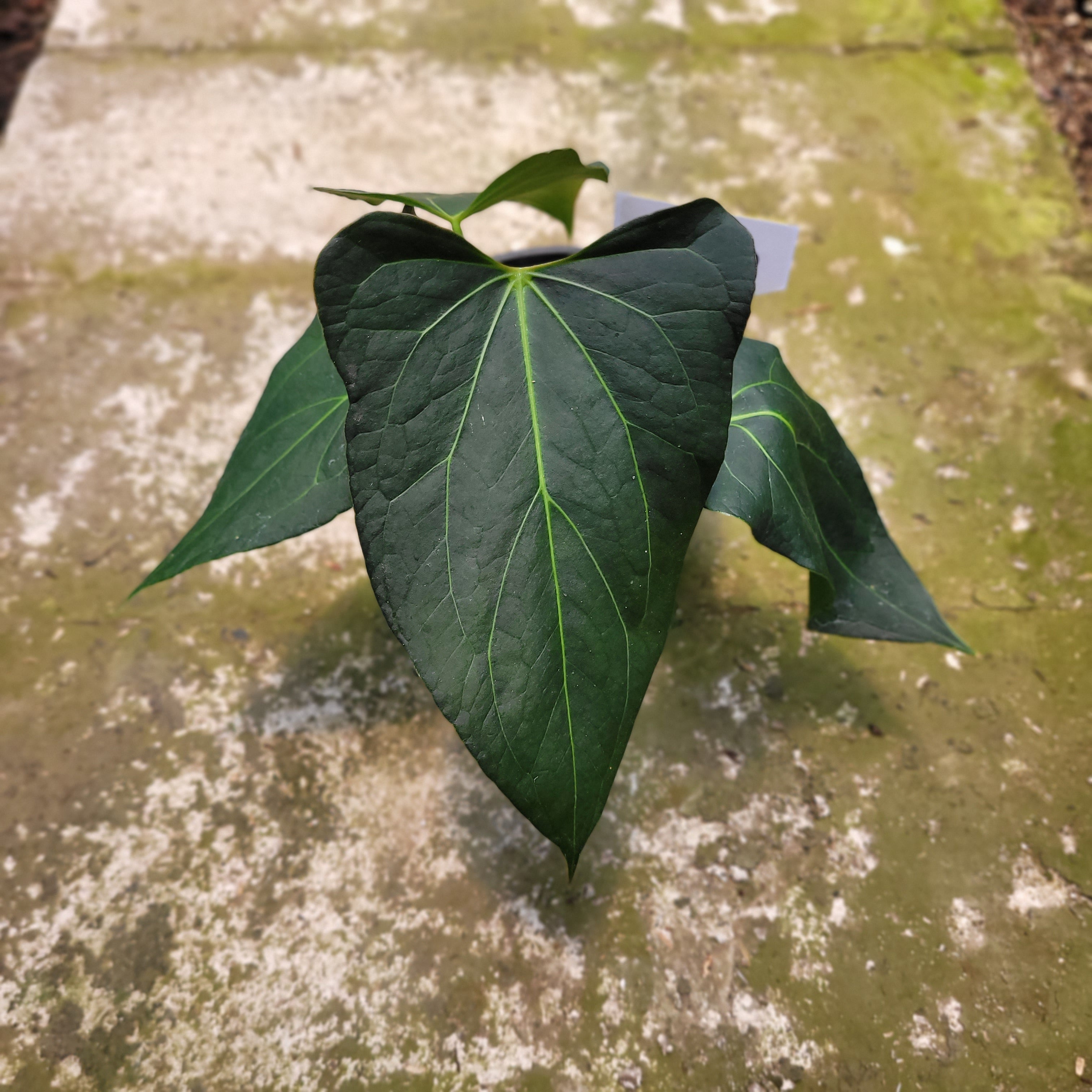 Anthurium Papillilaminum x Portilae