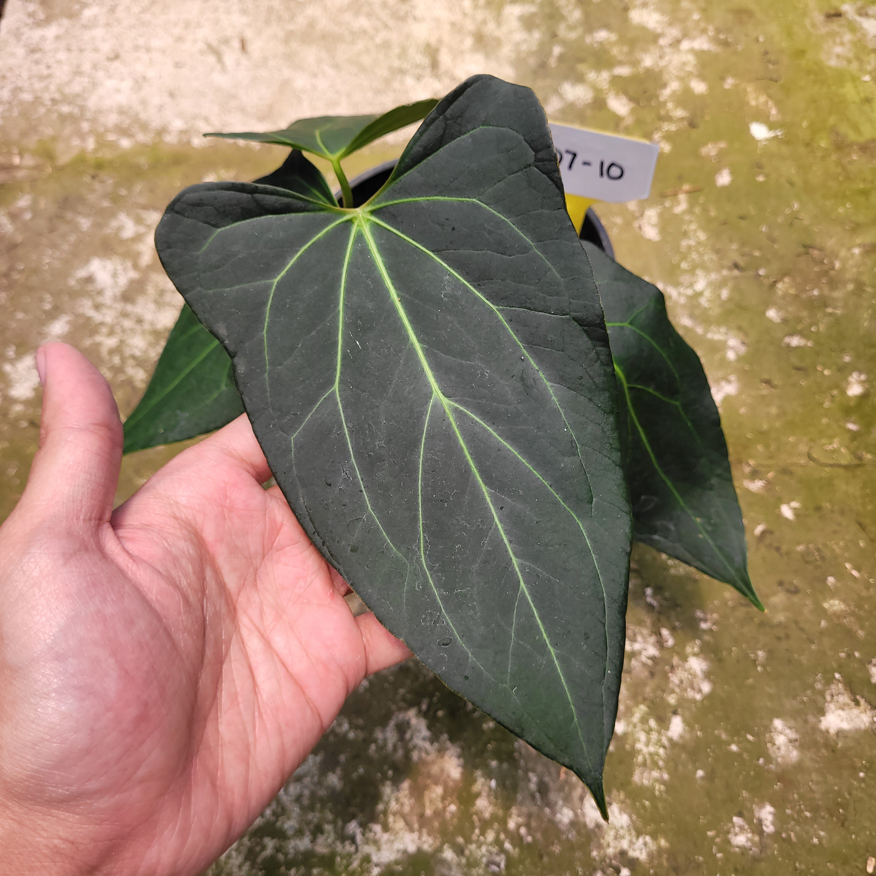 Anthurium Papillilaminum x Portilae