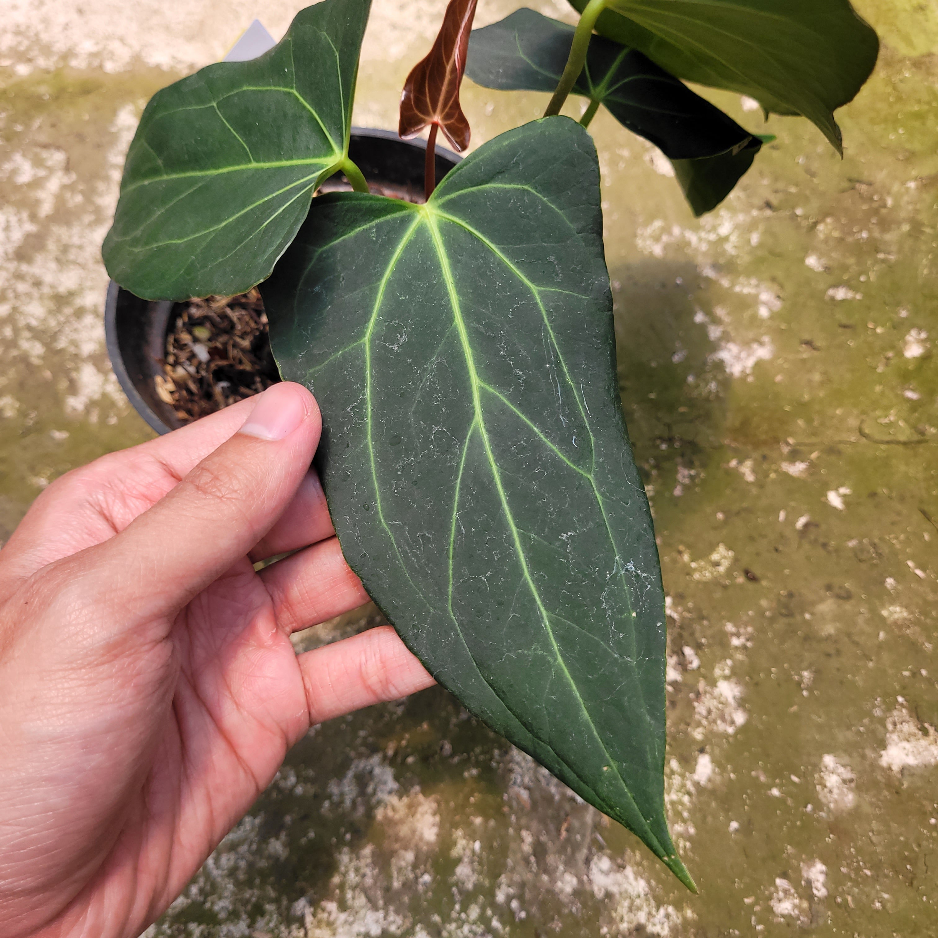 Anthurium Papillilaminum x Portilae