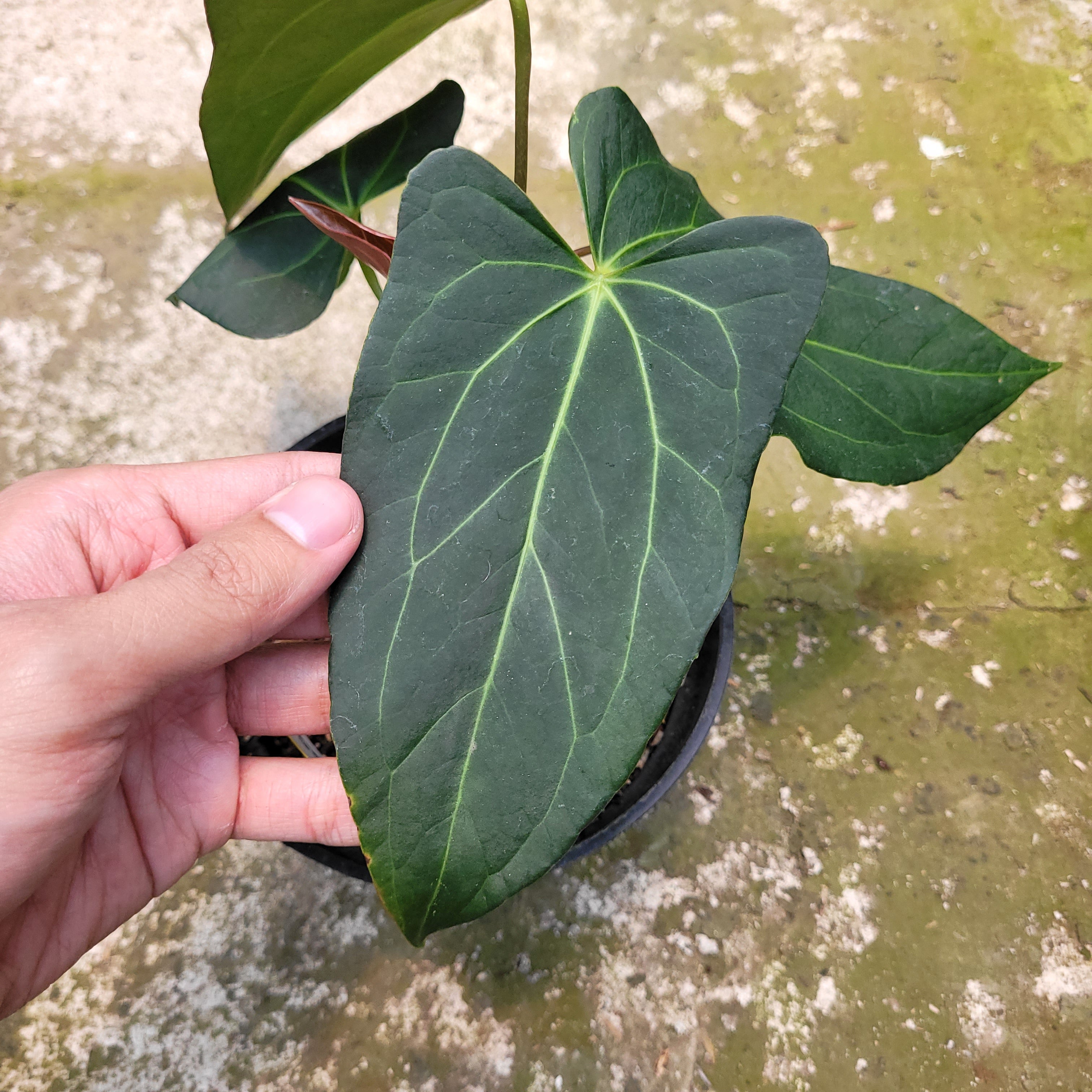 Anthurium Papillilaminum x Portilae