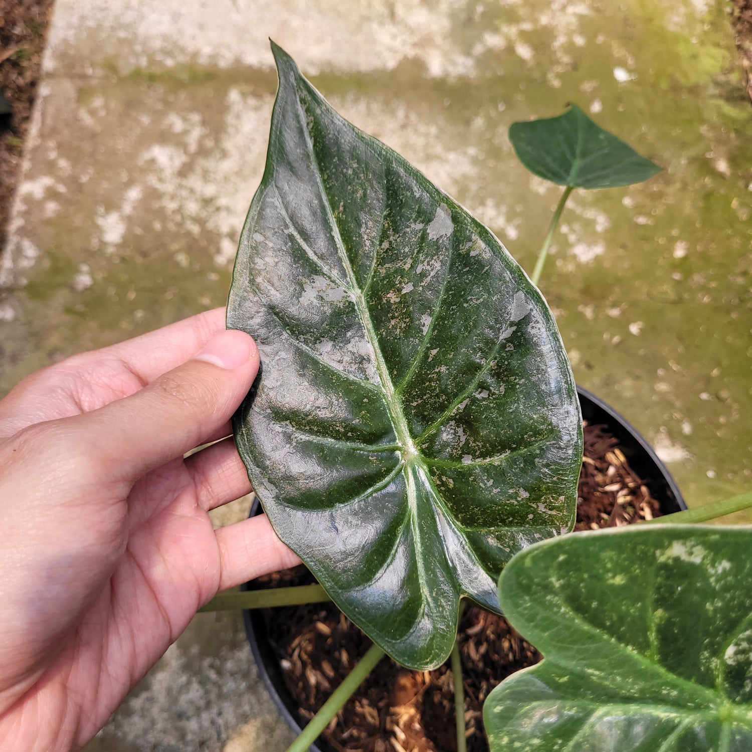 Alocasia Wentii Variegated