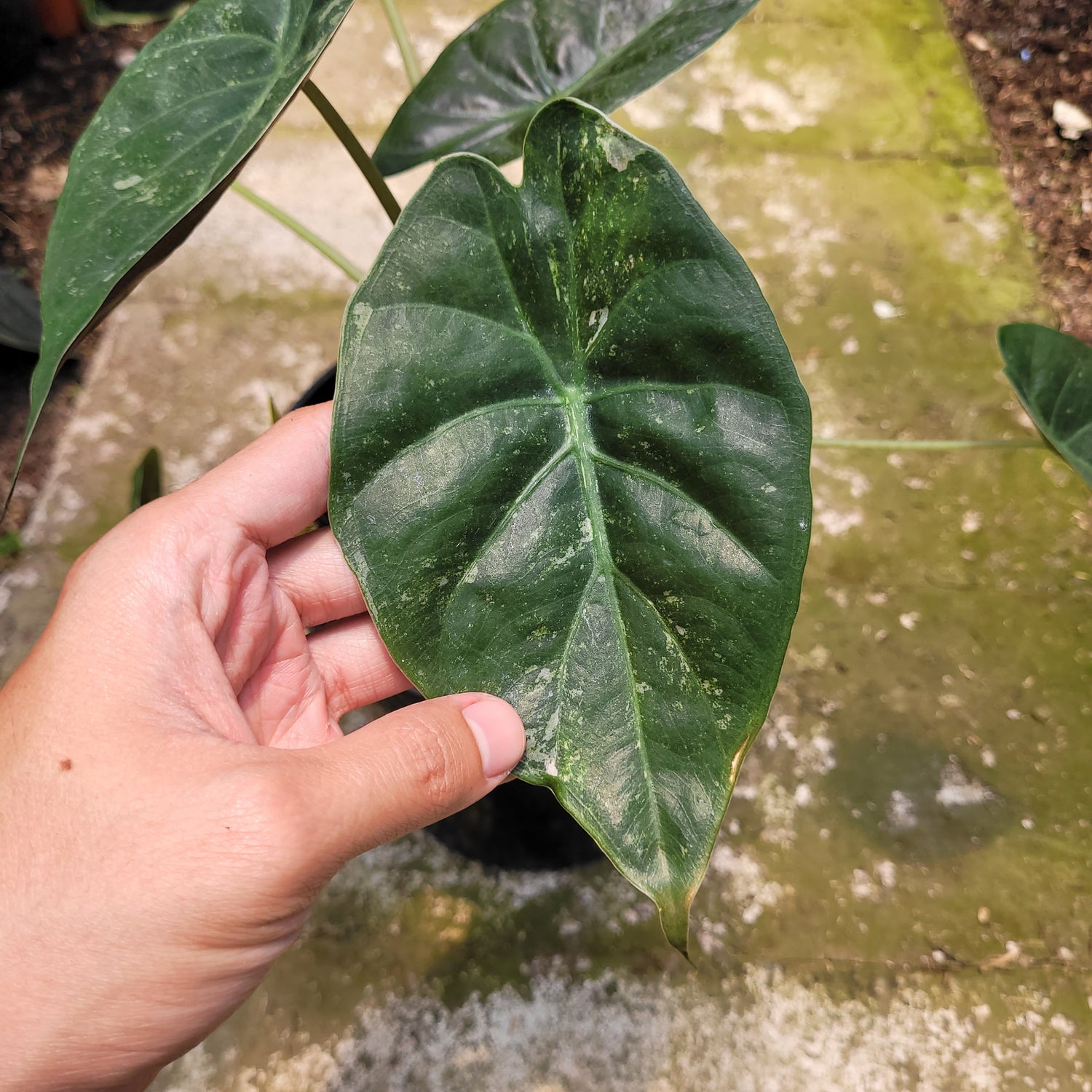 Alocasia Wentii Variegated