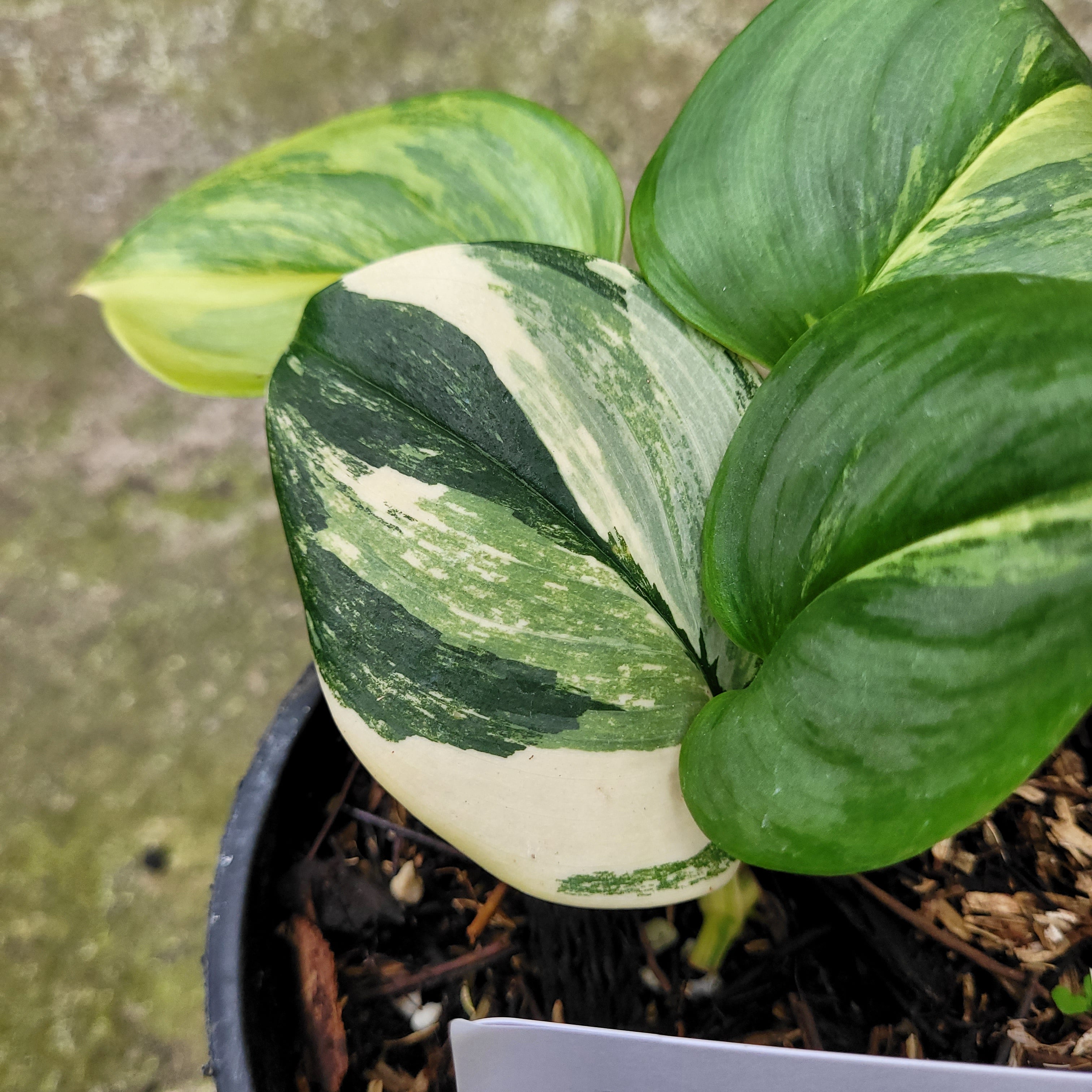 Scindapsus Moonlight Yellow