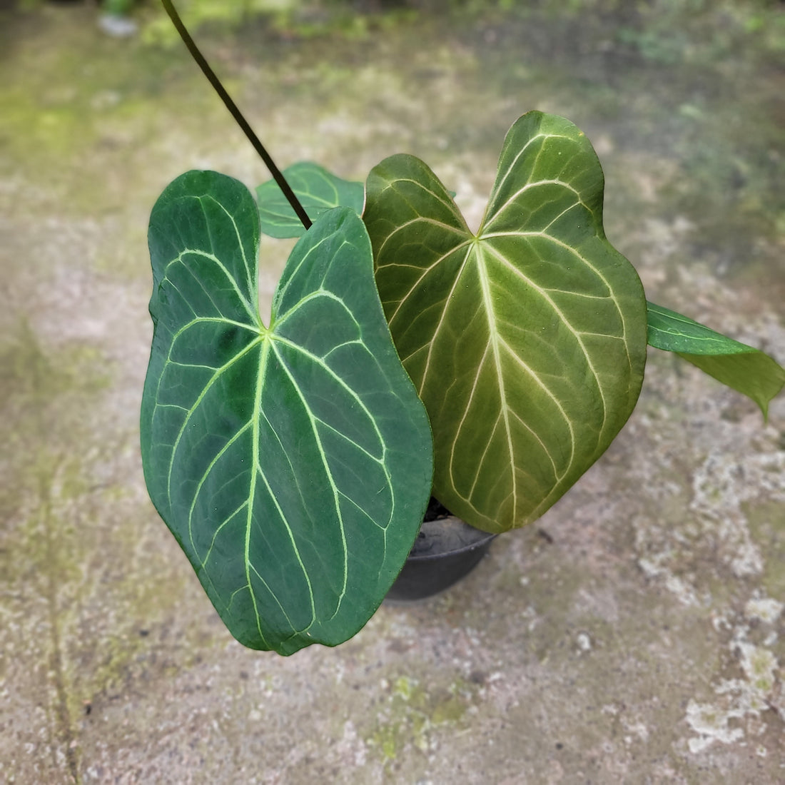 Anthurium Papillilaminum x Magnificum