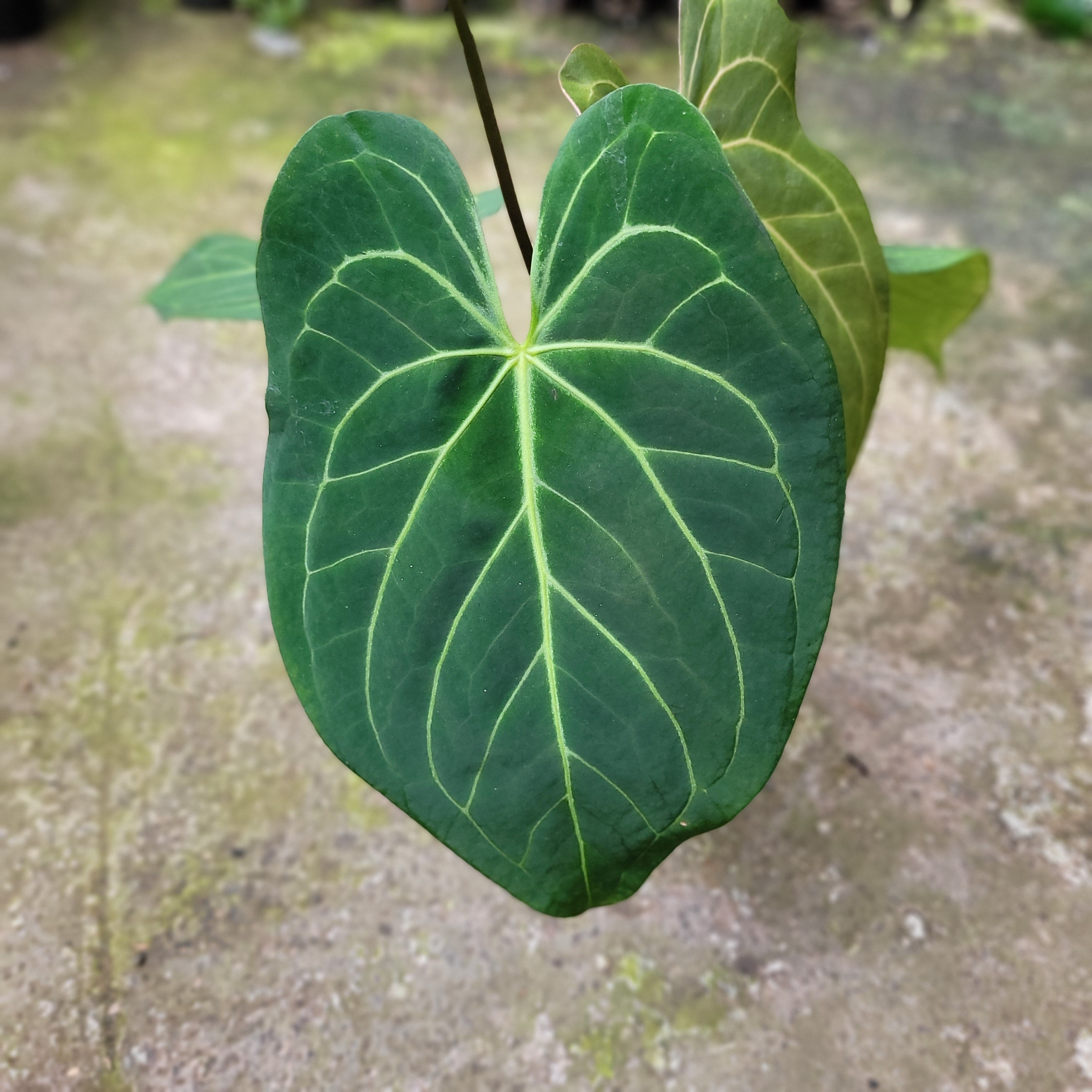 Anthurium Papillilaminum x Magnificum