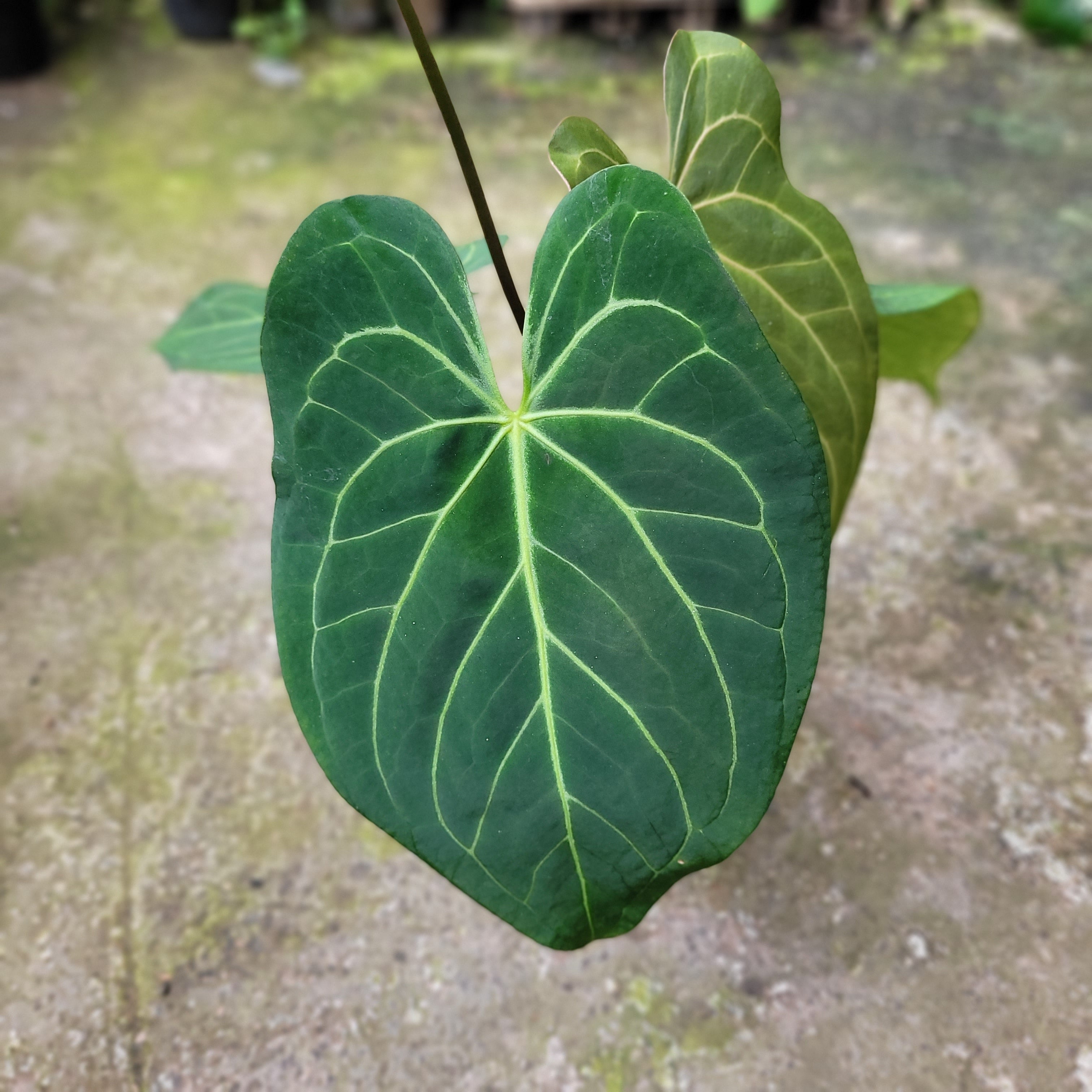Anthurium Papillilaminum x Magnificum