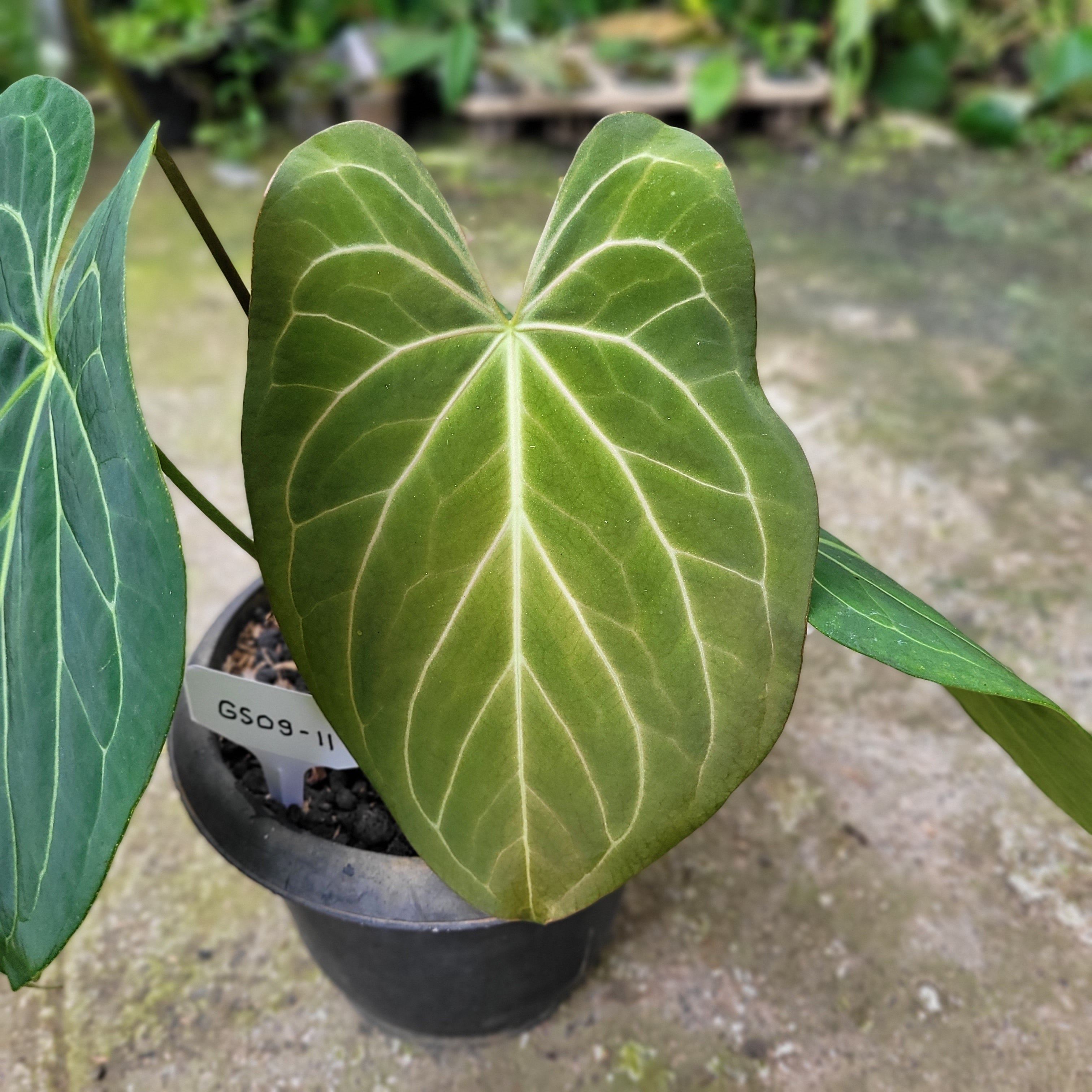 Anthurium Papillilaminum x Magnificum