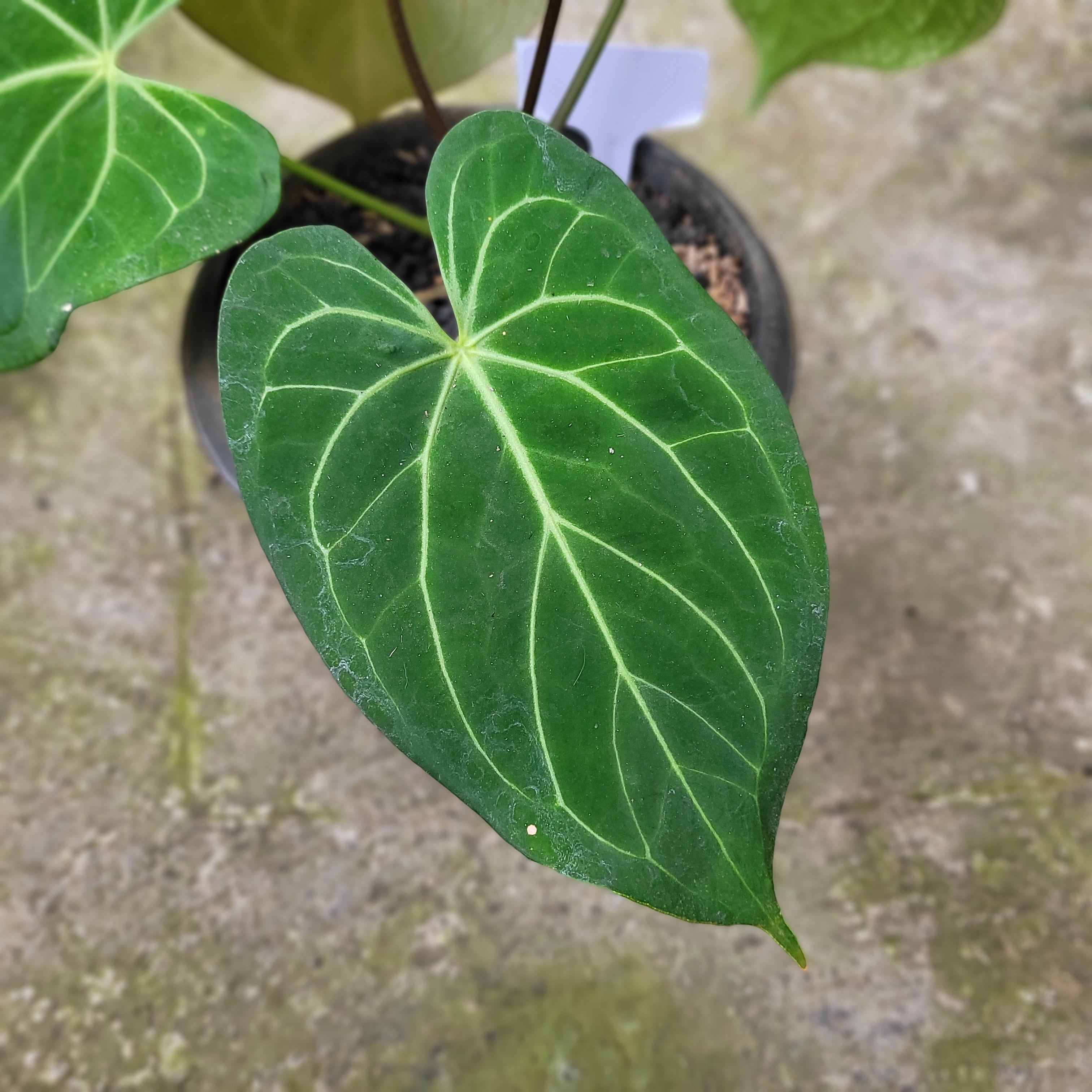 Anthurium Papillilaminum x Magnificum