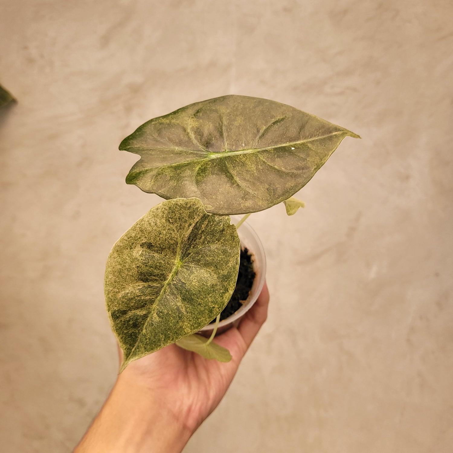 Alocasia Golden Bone Variegated