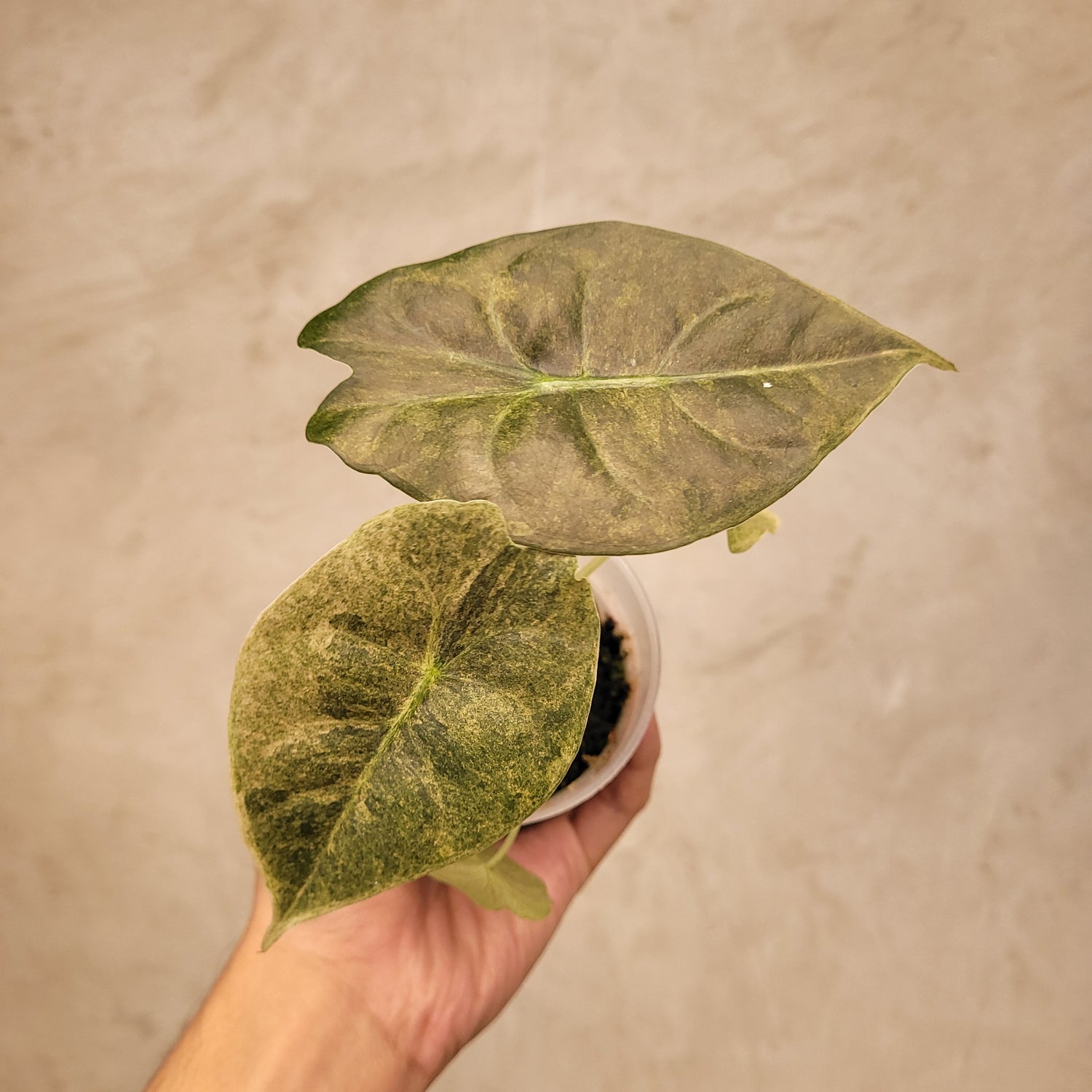 Alocasia Golden Bone Variegated