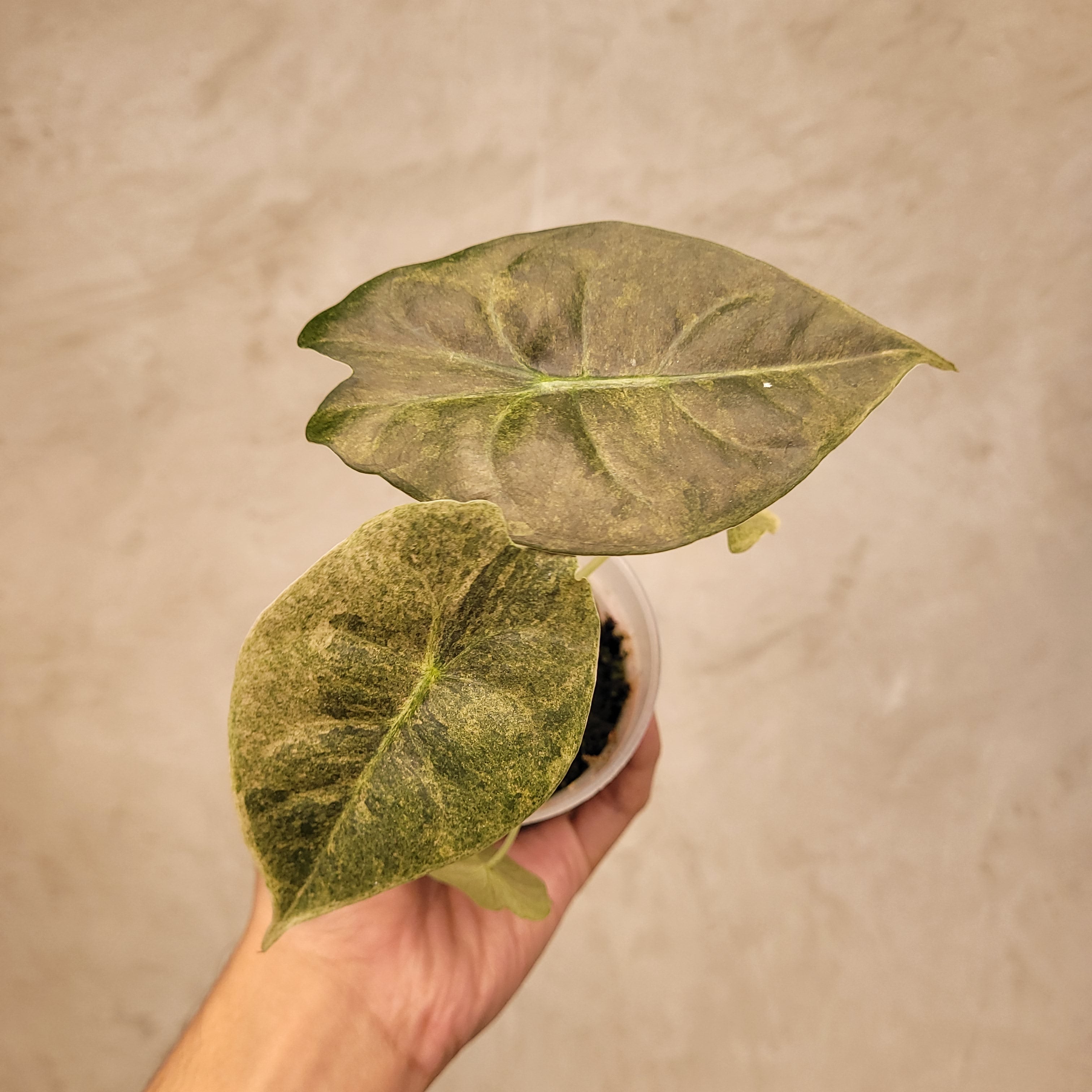 Alocasia Golden Bone Variegated
