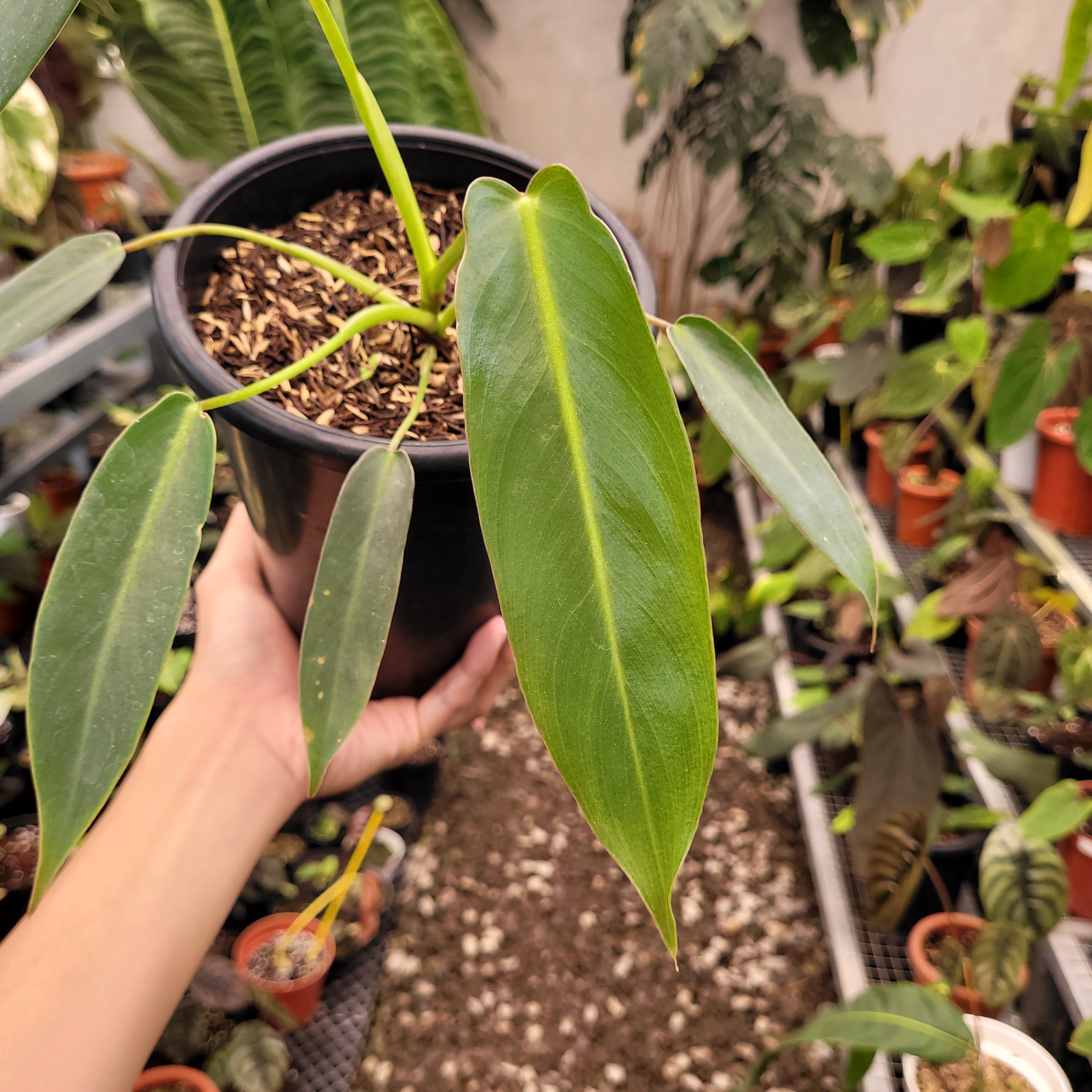 Philodendron Spiritus Sancti