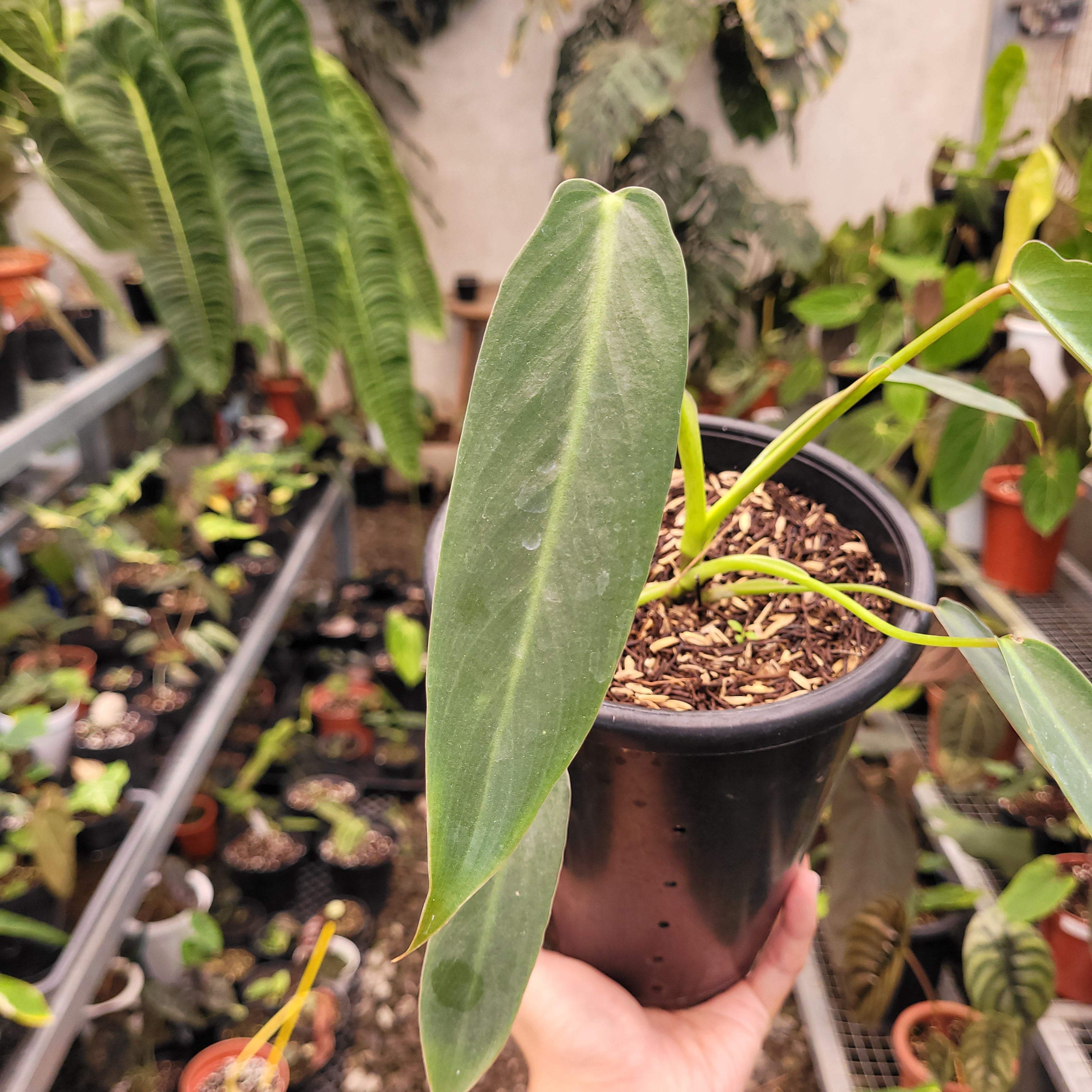 Philodendron Spiritus Sancti