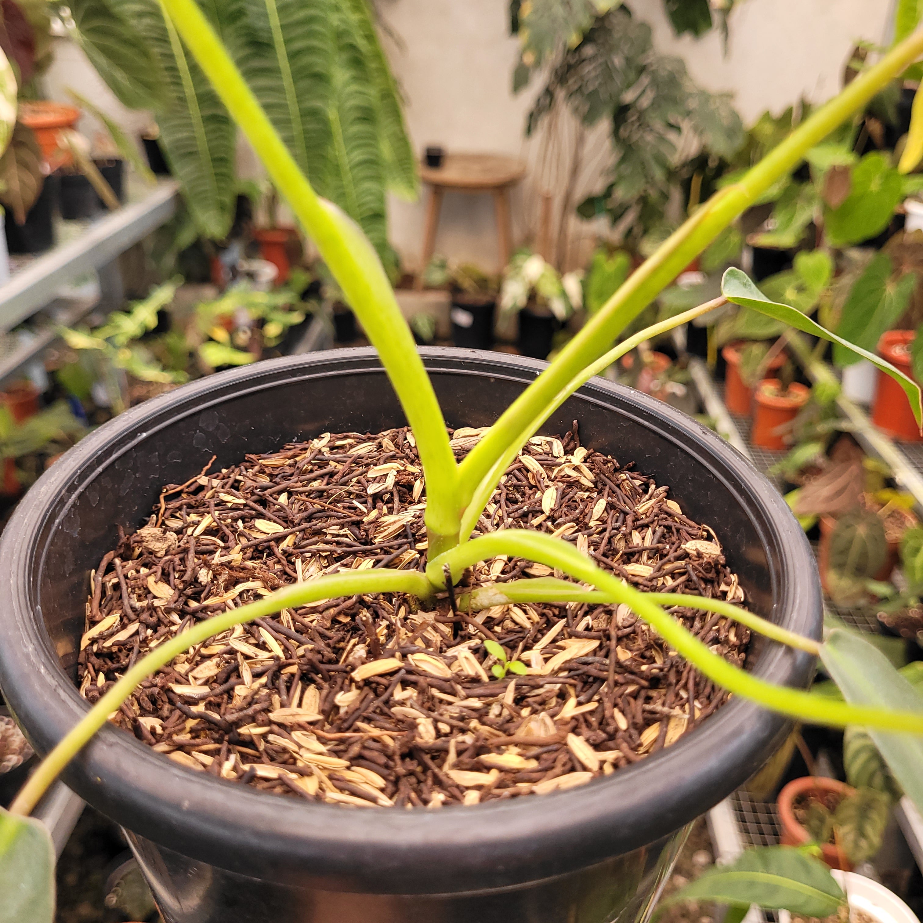 Philodendron Spiritus Sancti