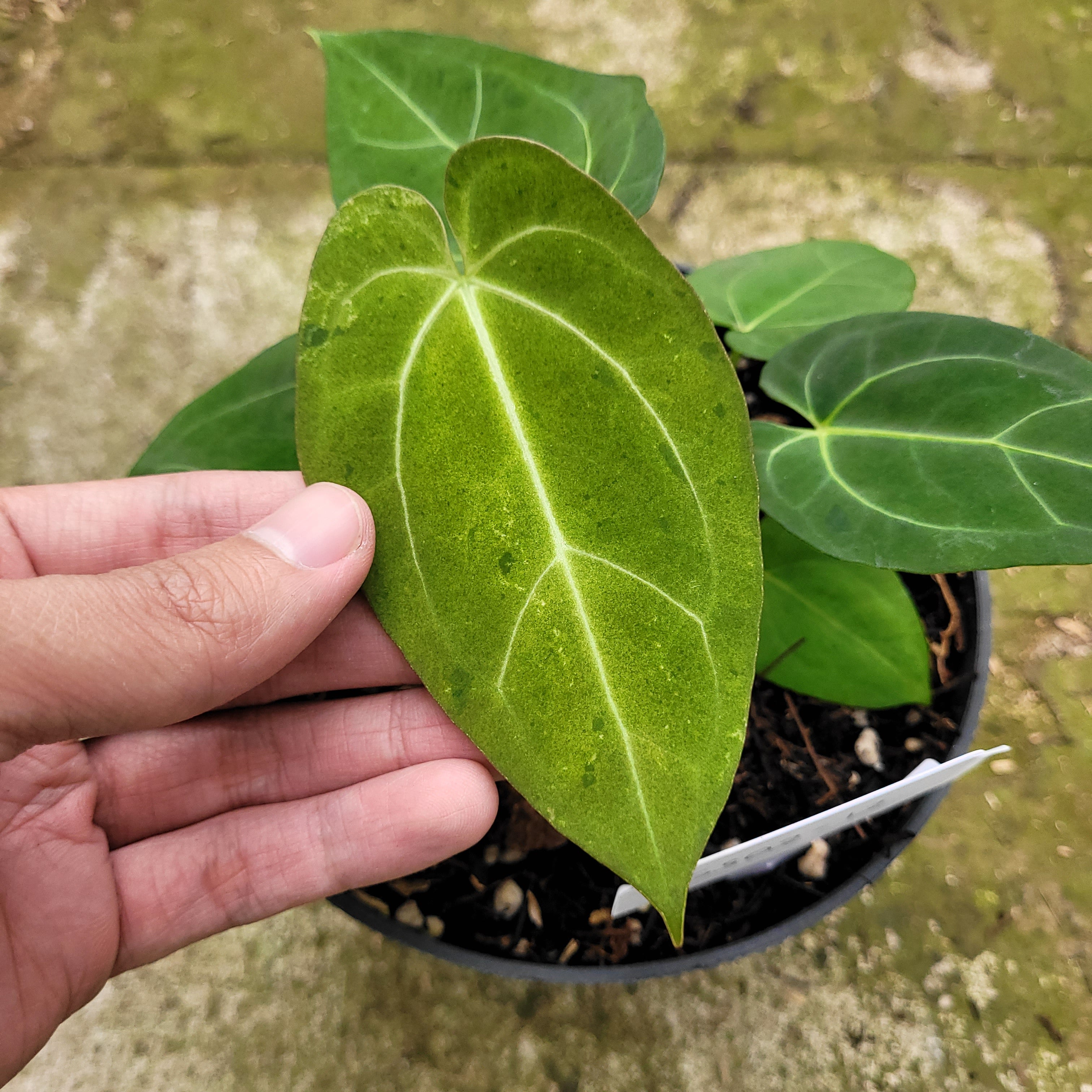 Anthurium Papillilaminum Mint