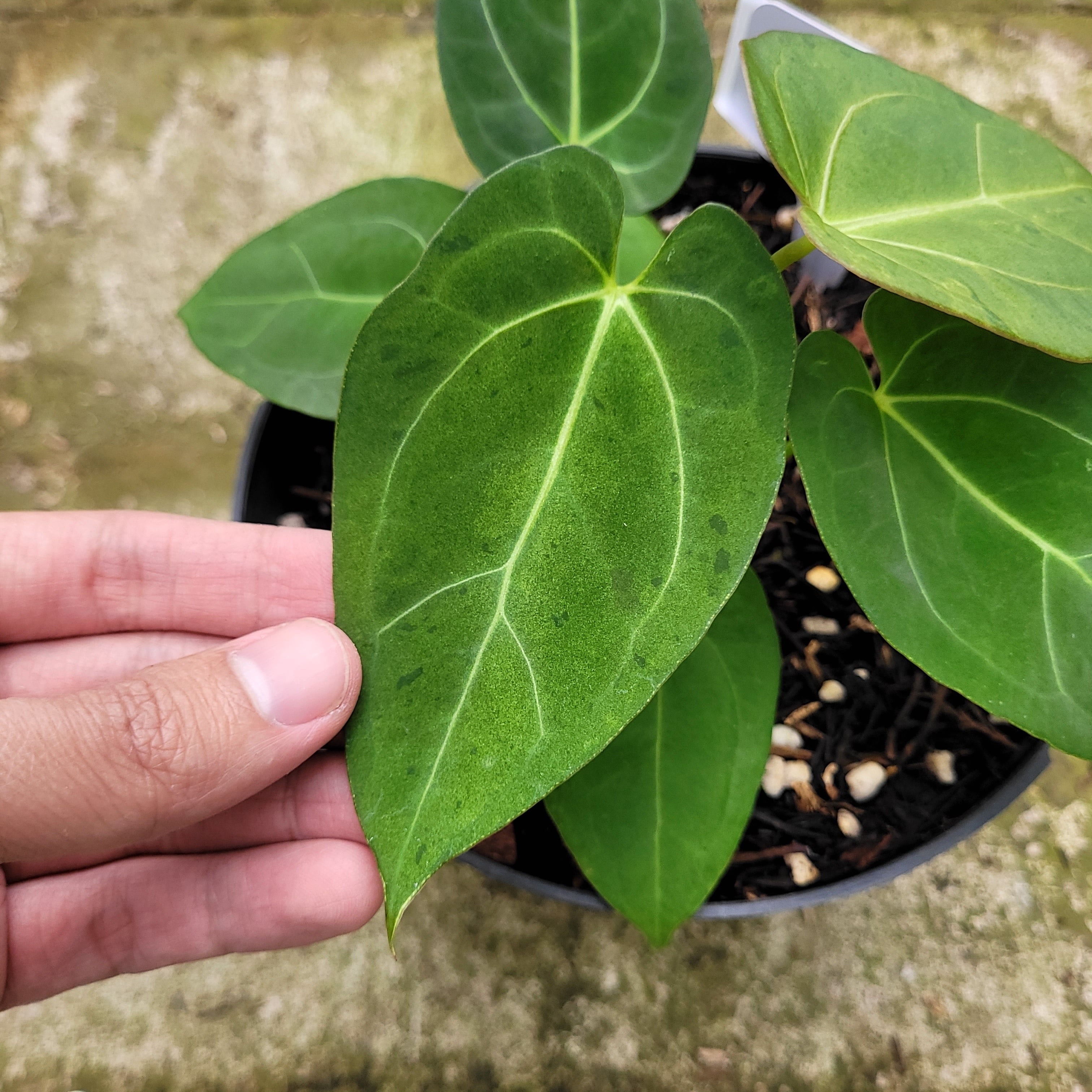 Anthurium Papillilaminum Mint