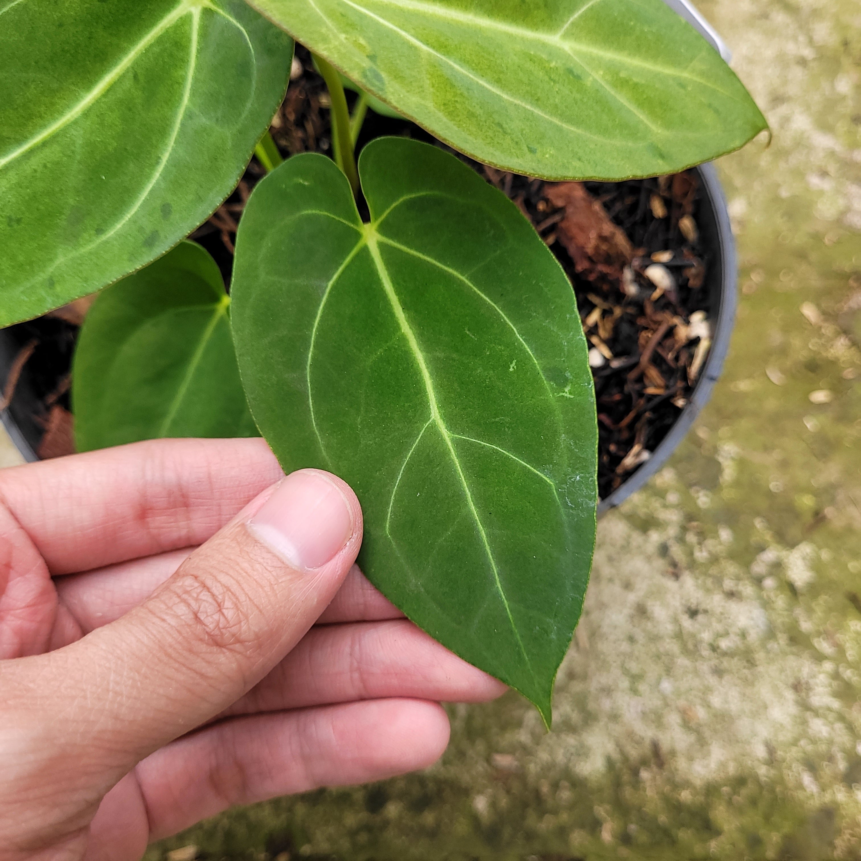 Anthurium Papillilaminum Mint