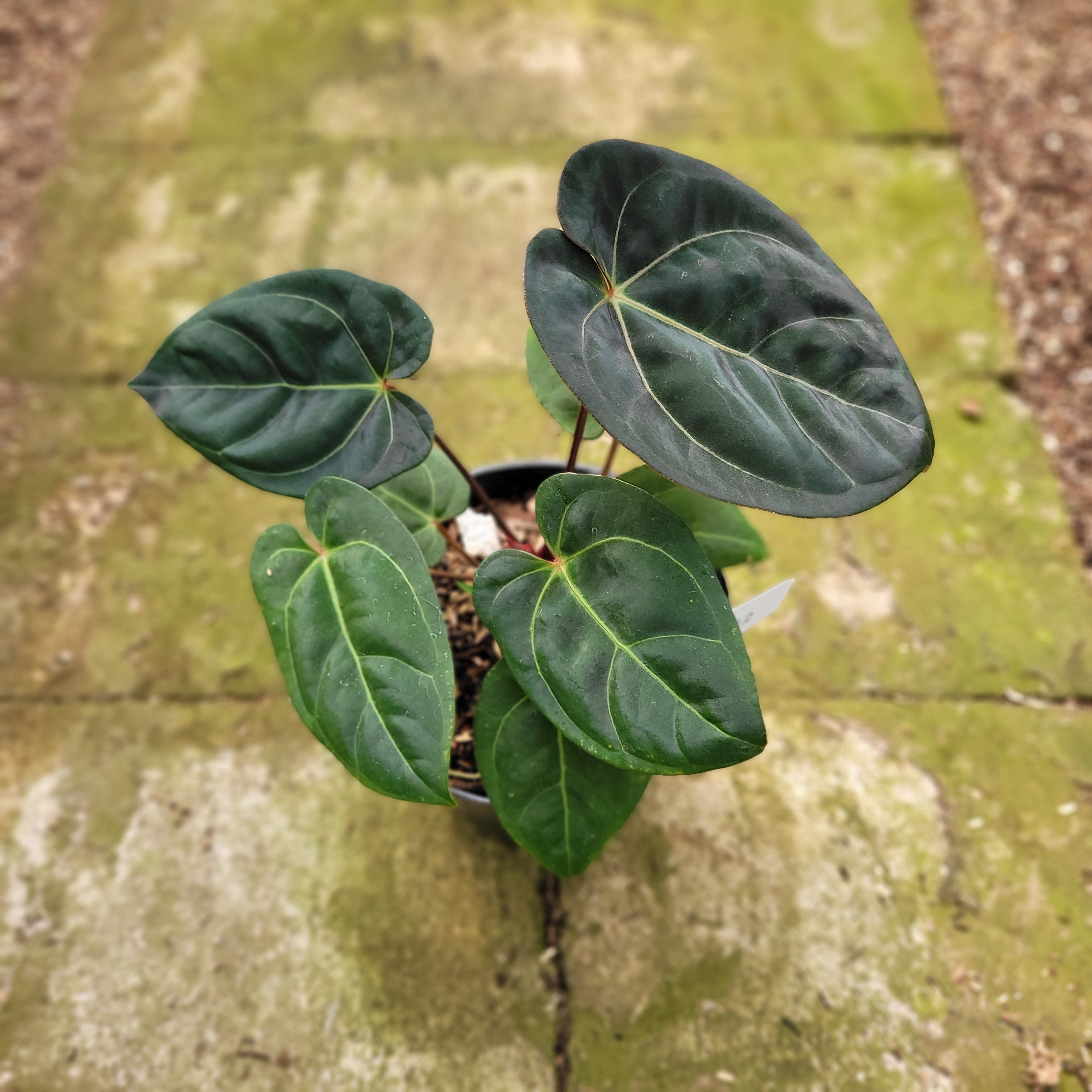 Anthurium Calgara