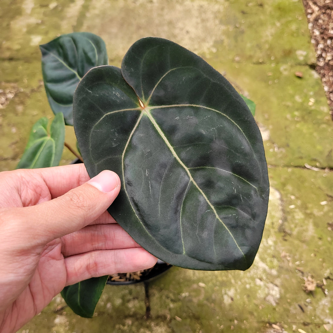 Anthurium Calgara